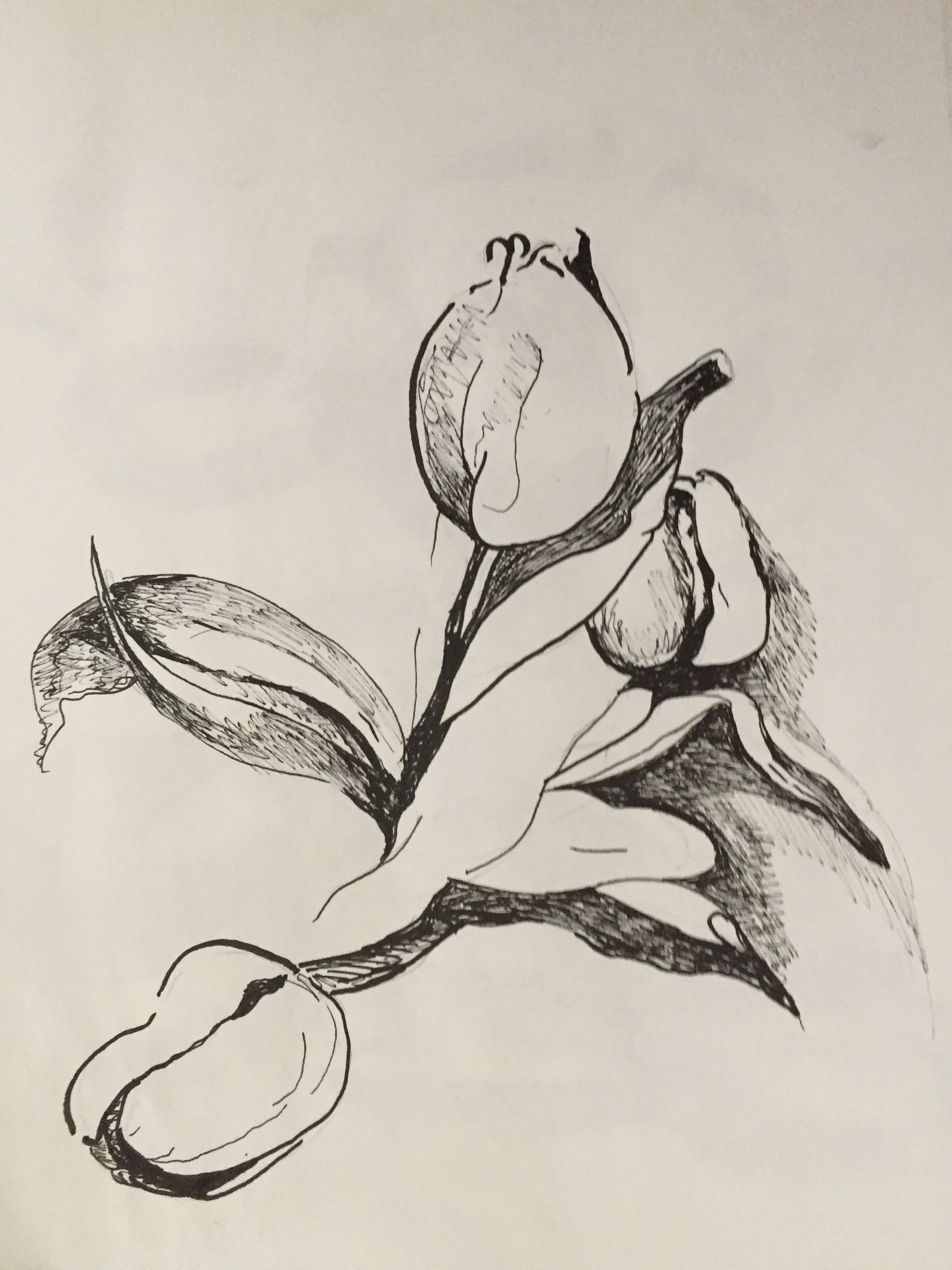 "Tulips" 2019, Pen on paper