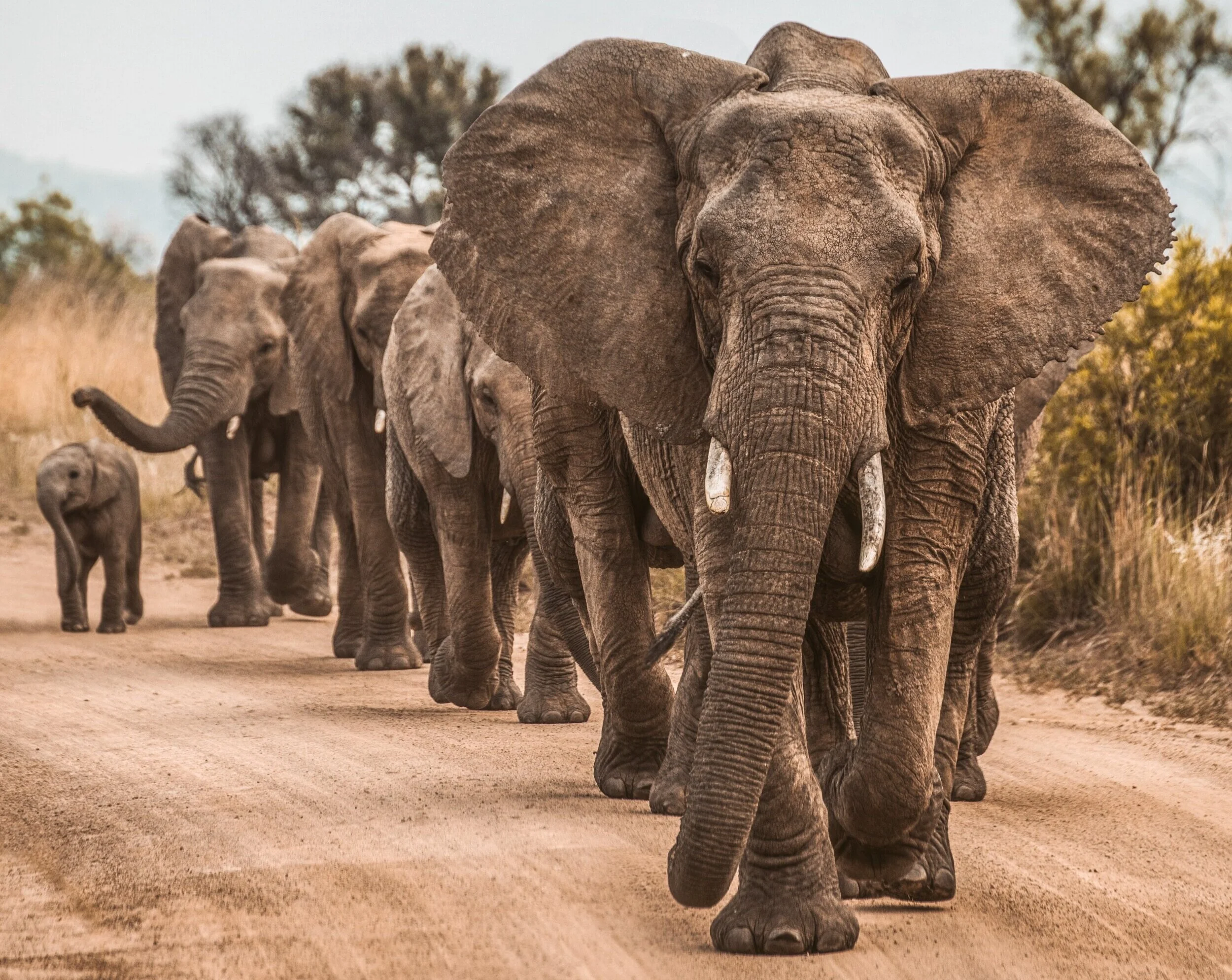 Compassion? Really? What happened to Strong Leaders?