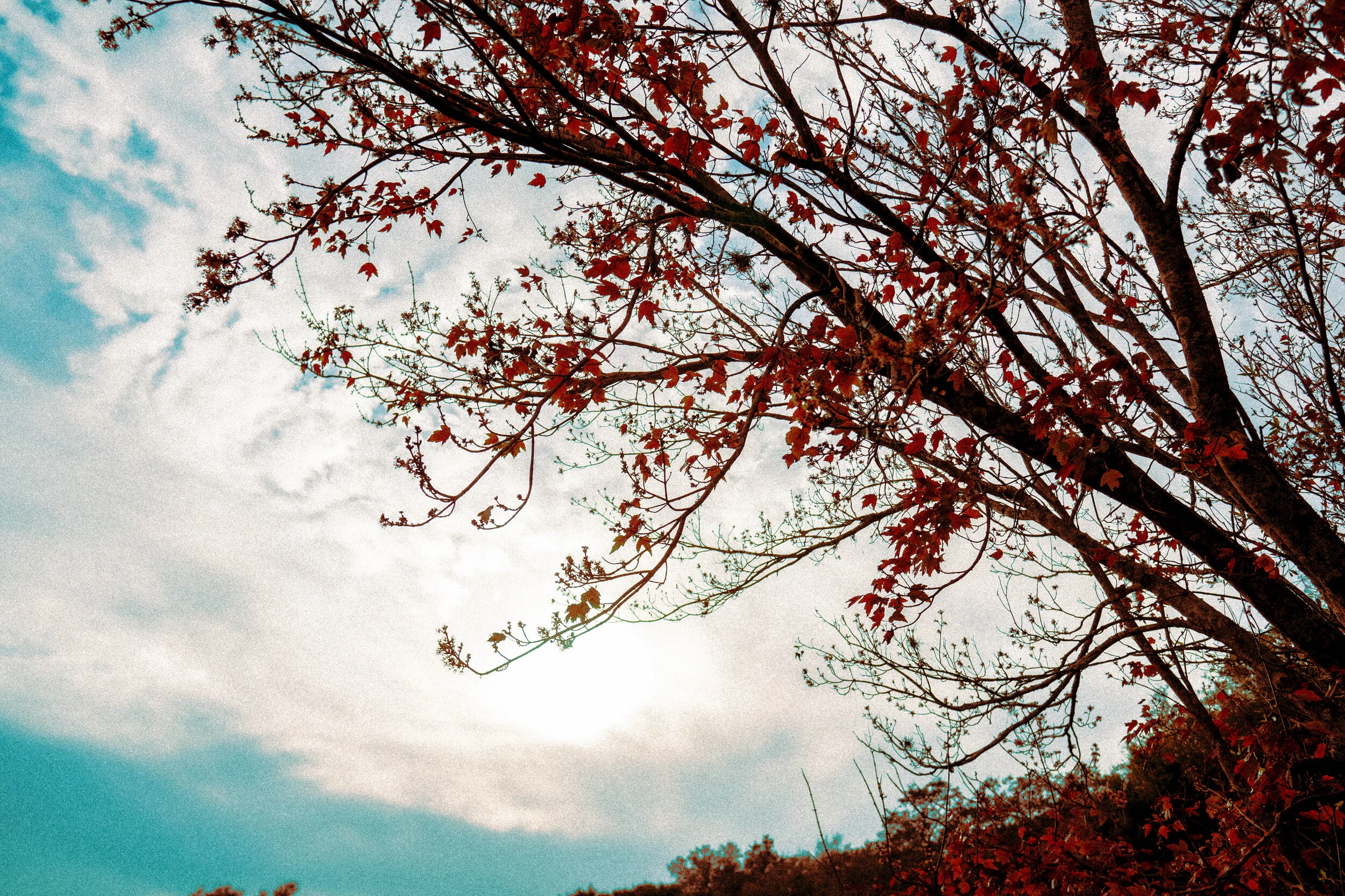 PCCpark-17.jpg