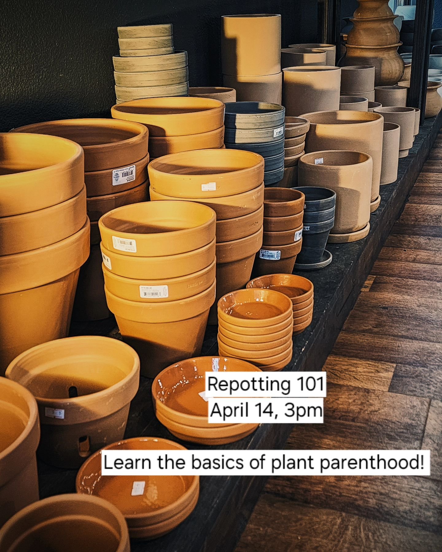 Our next workshop is up and selling quickly! Come learn about basic soil types, pottery types, pests, and repotting! One of STG's most popular workshops to date.