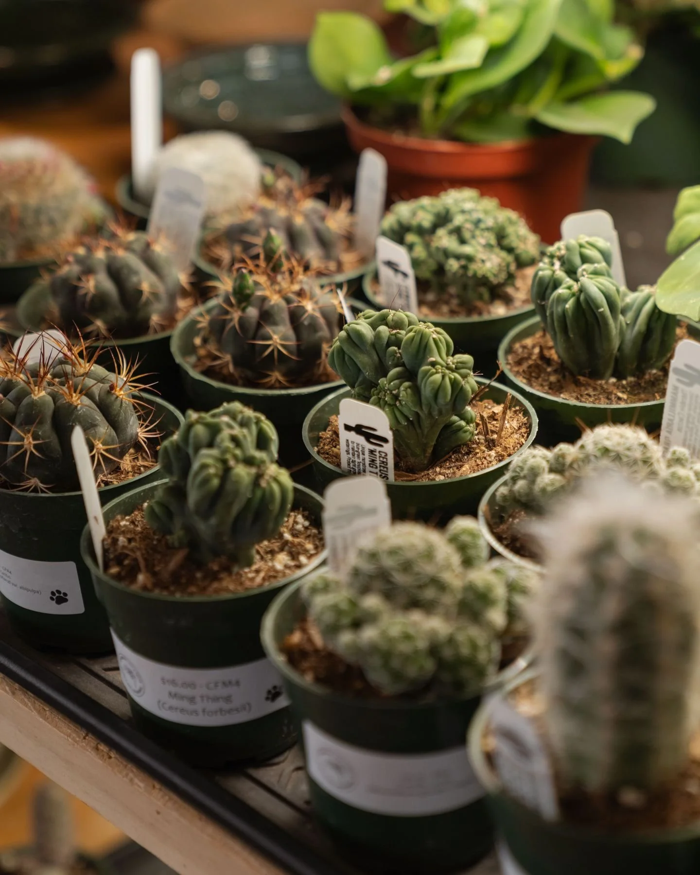 Tiny but mighty&mdash;don&rsquo;t underestimate these cactus cuties🌵💚