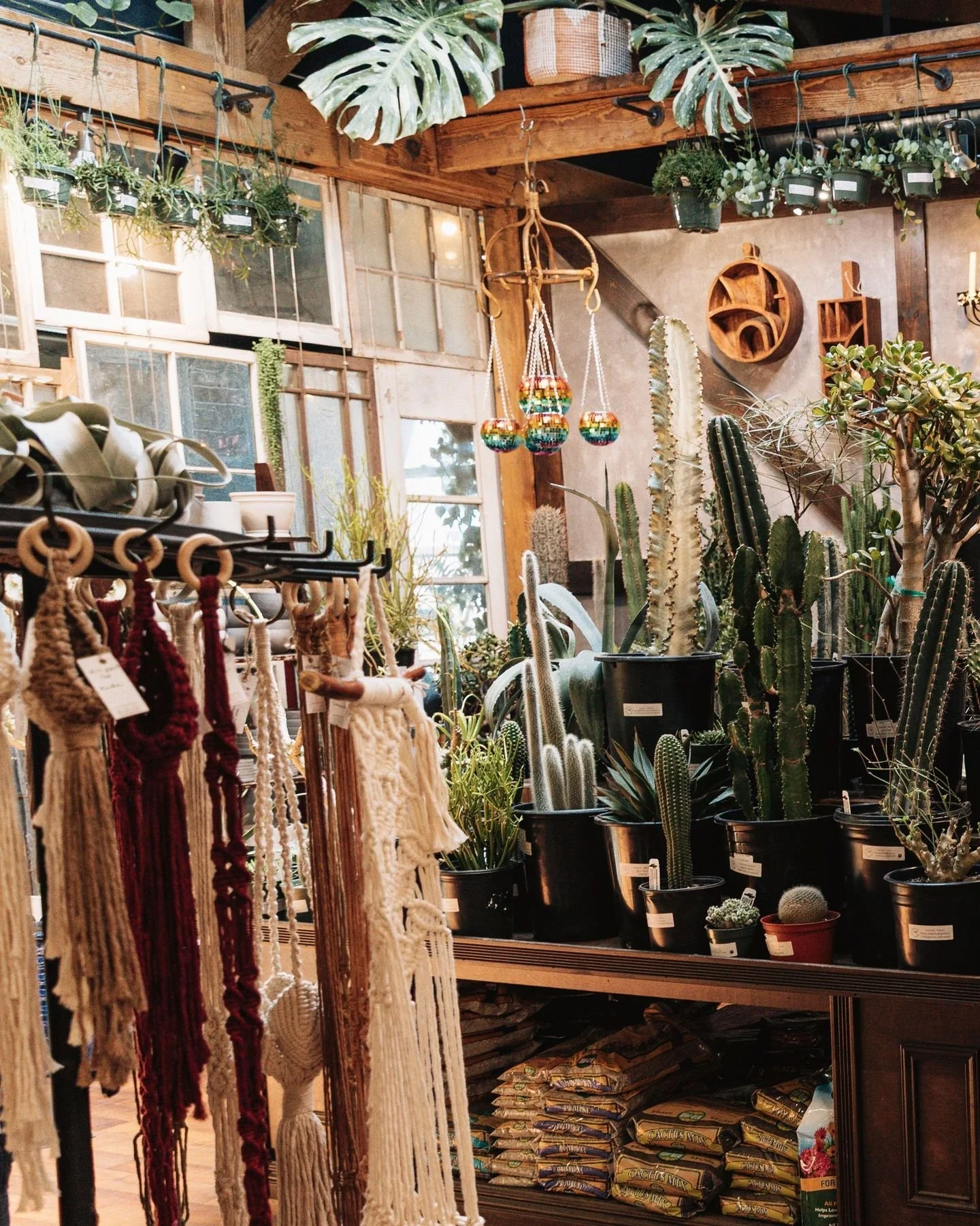 A little corner of calm, where every plant feels at home 🪴✨