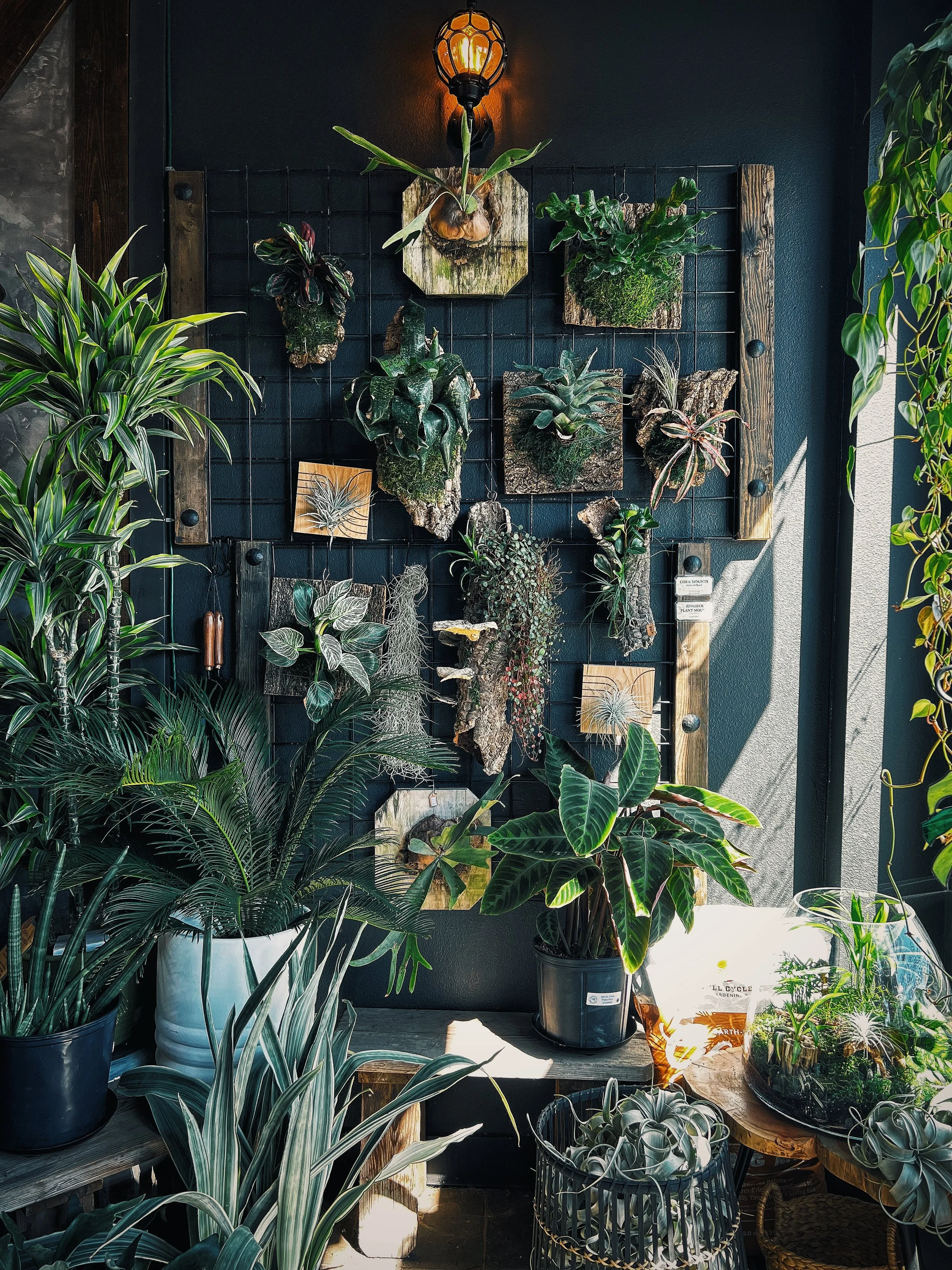 Plant Mounting Workshop (July 25th, 6p)
