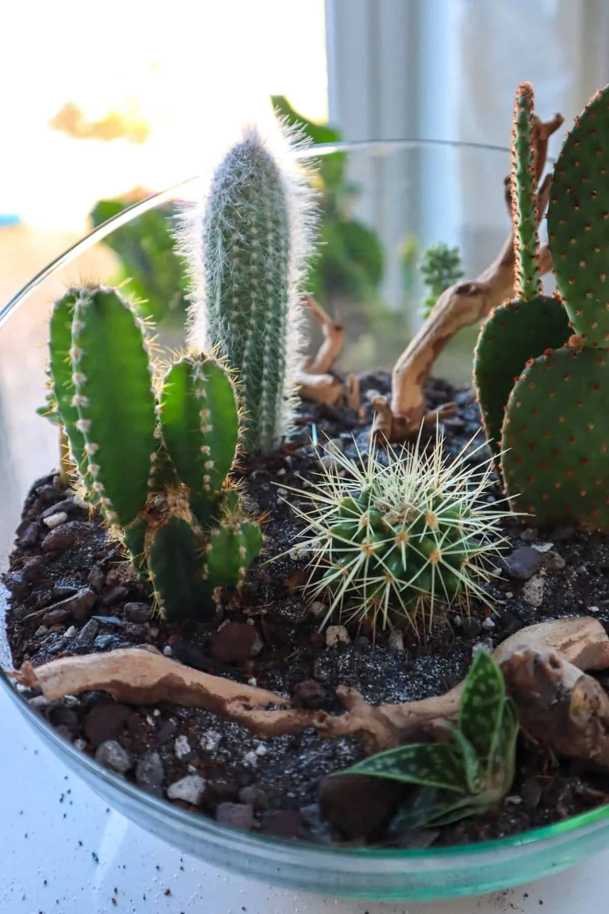 cactus-terrarium-sunlight.jpg