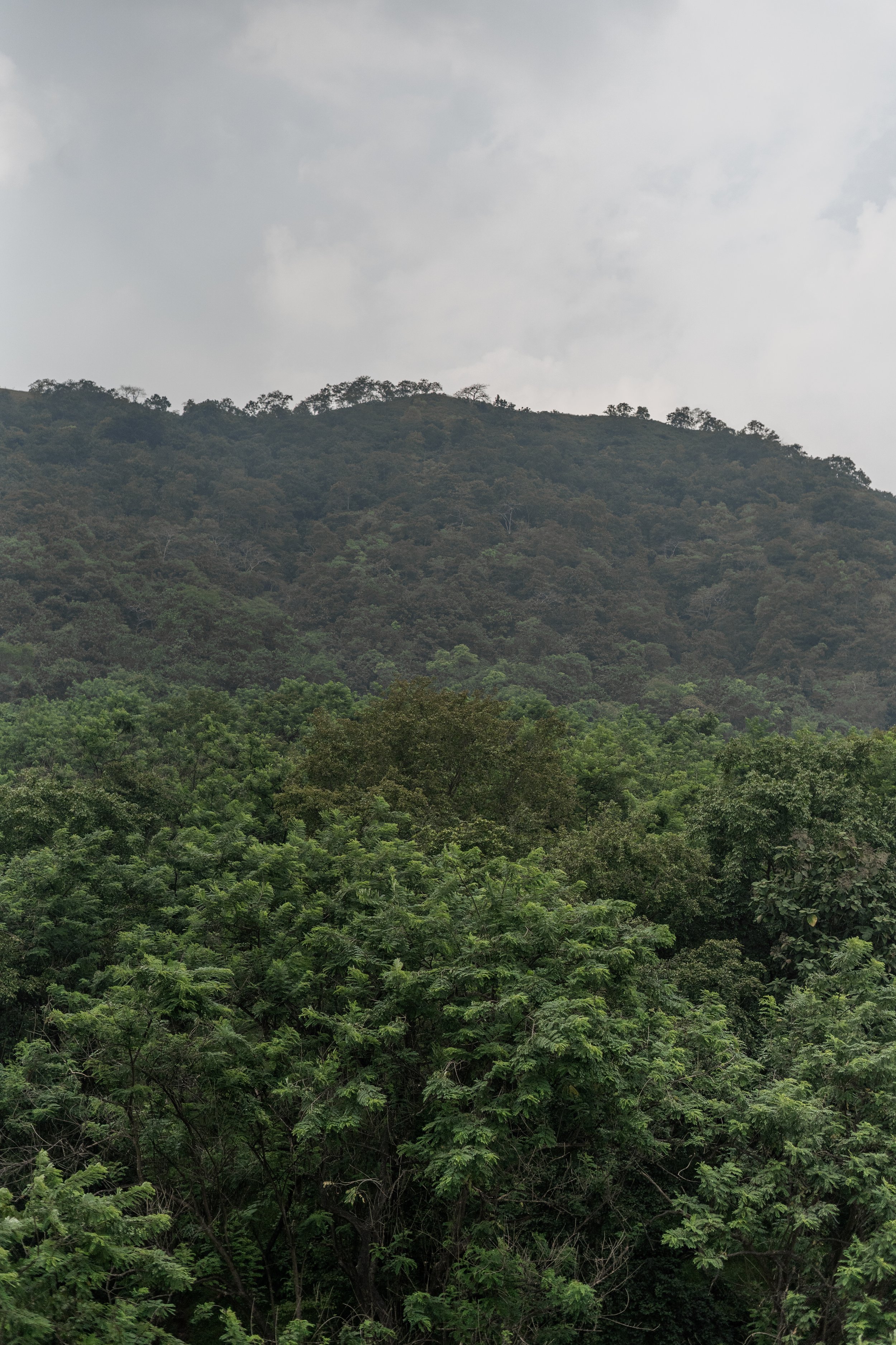 trees.jpg