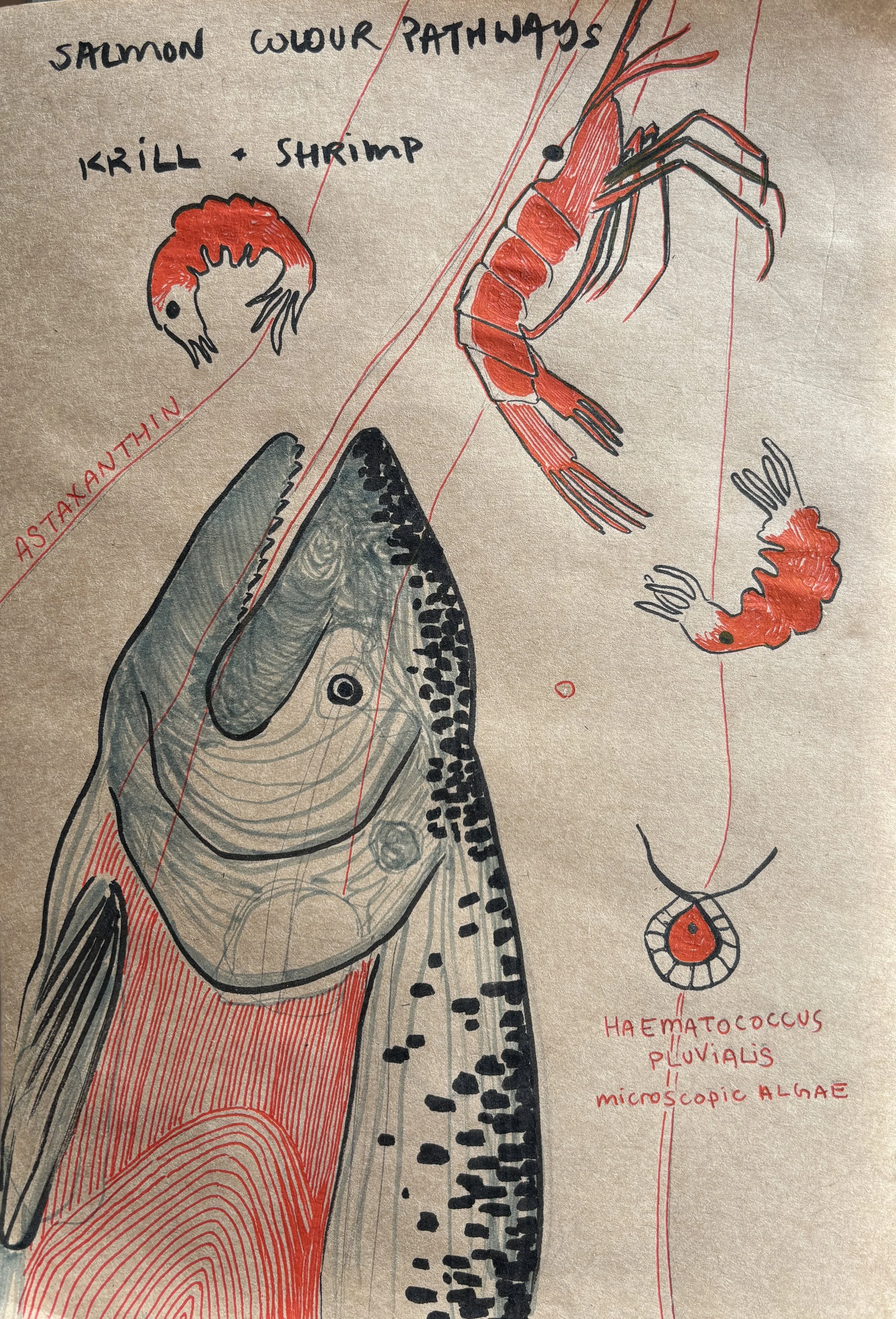 Art & Ecology Club - Adults (6 weeks)