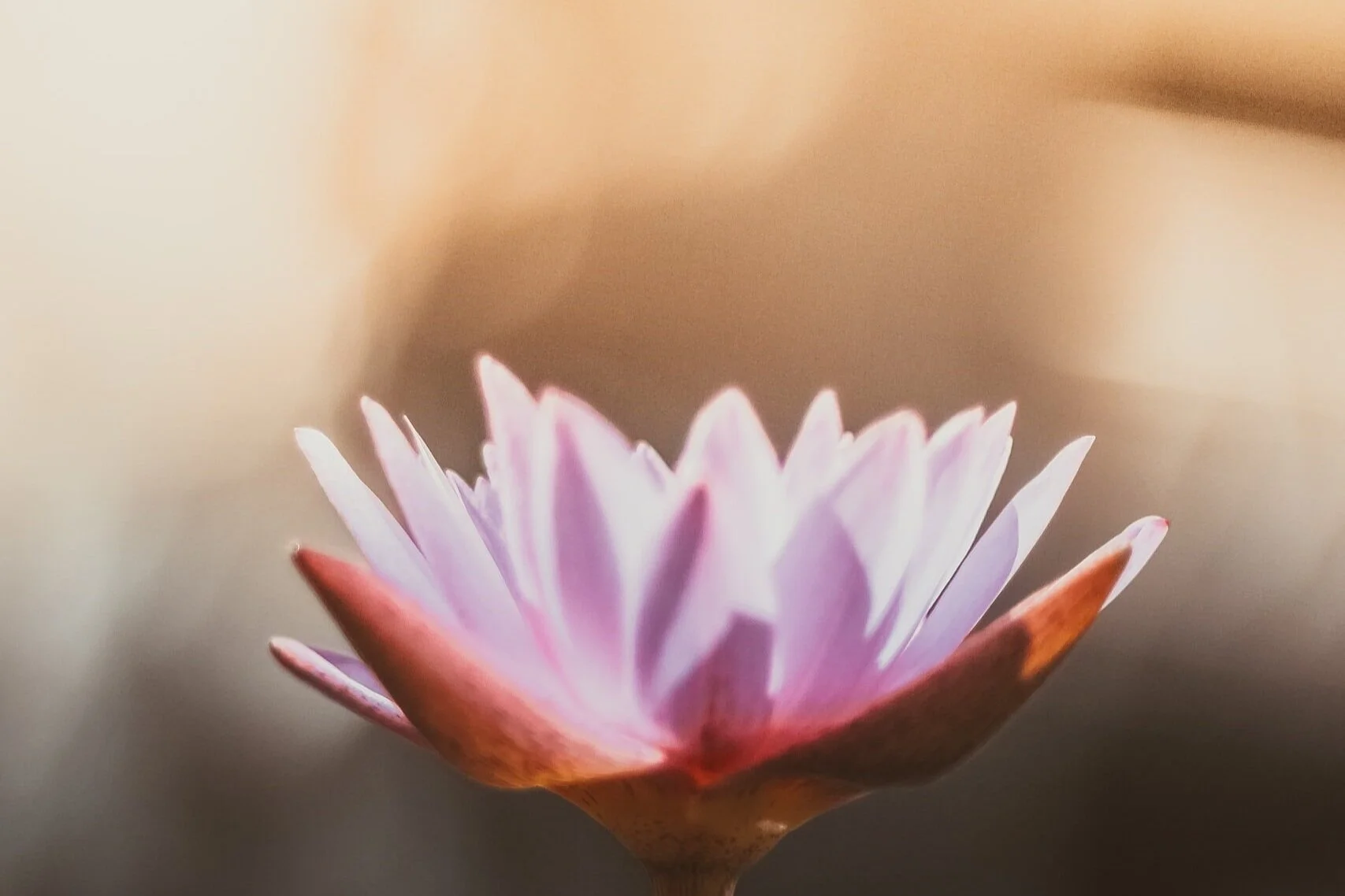 Photo by Saffu on Unsplash