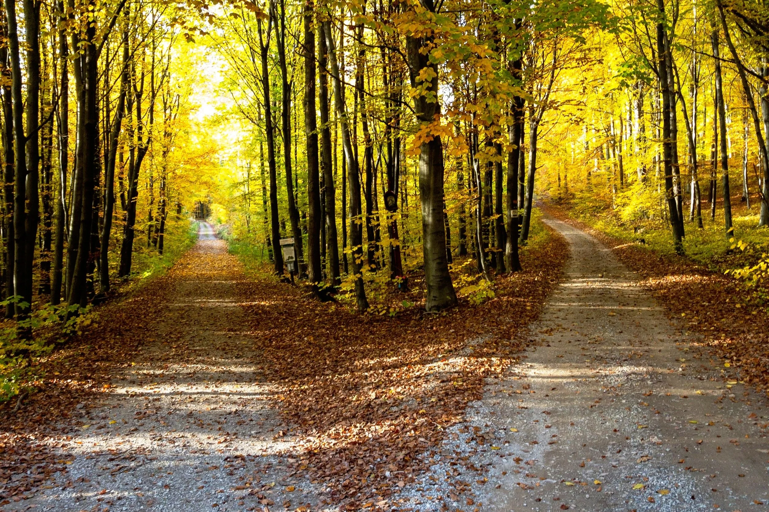 The Power of Choice: From Dreams to Reality