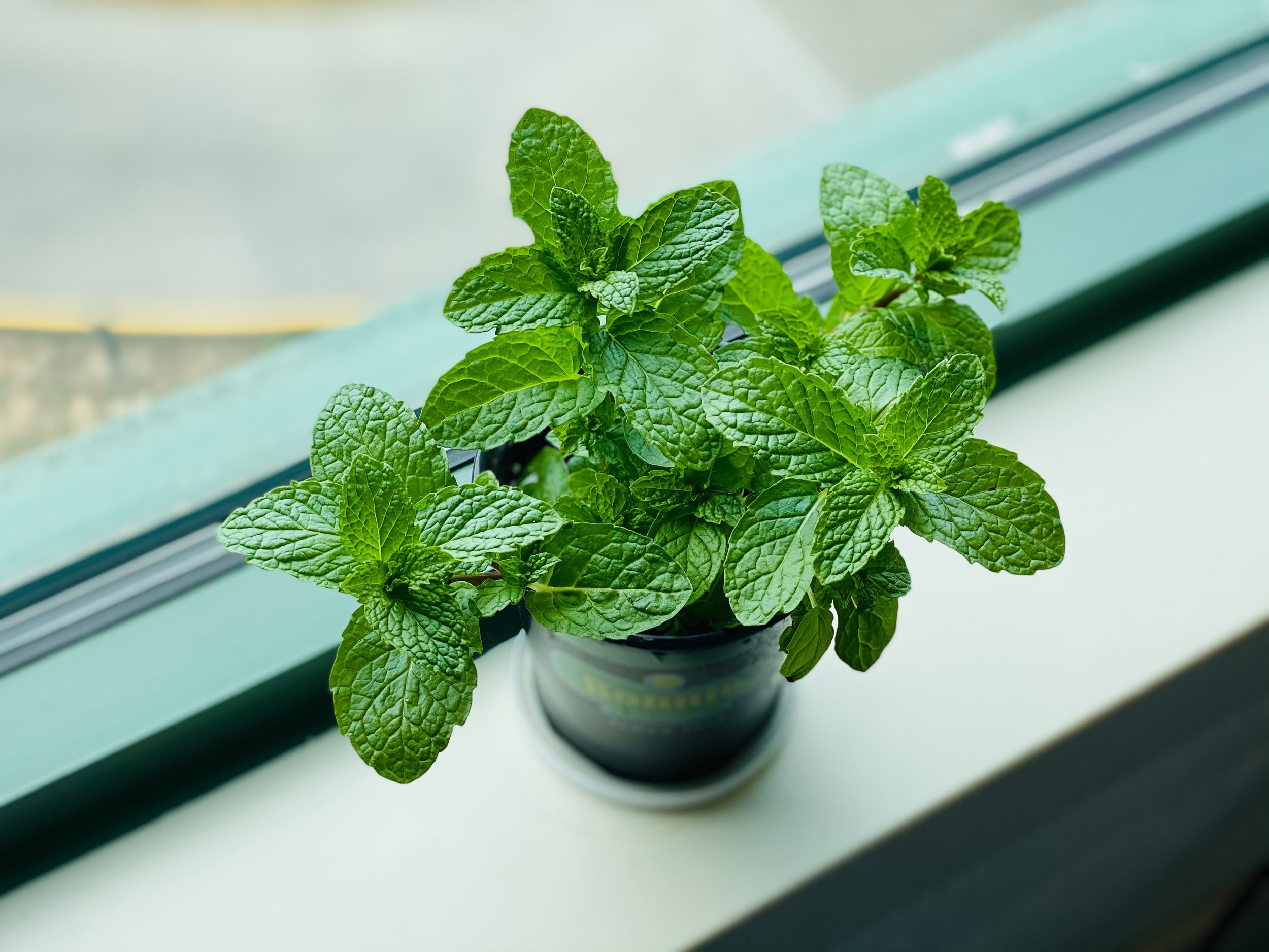 Peppermint Prince ― Essential peppermint oil’s benefits, effects &amp; more 