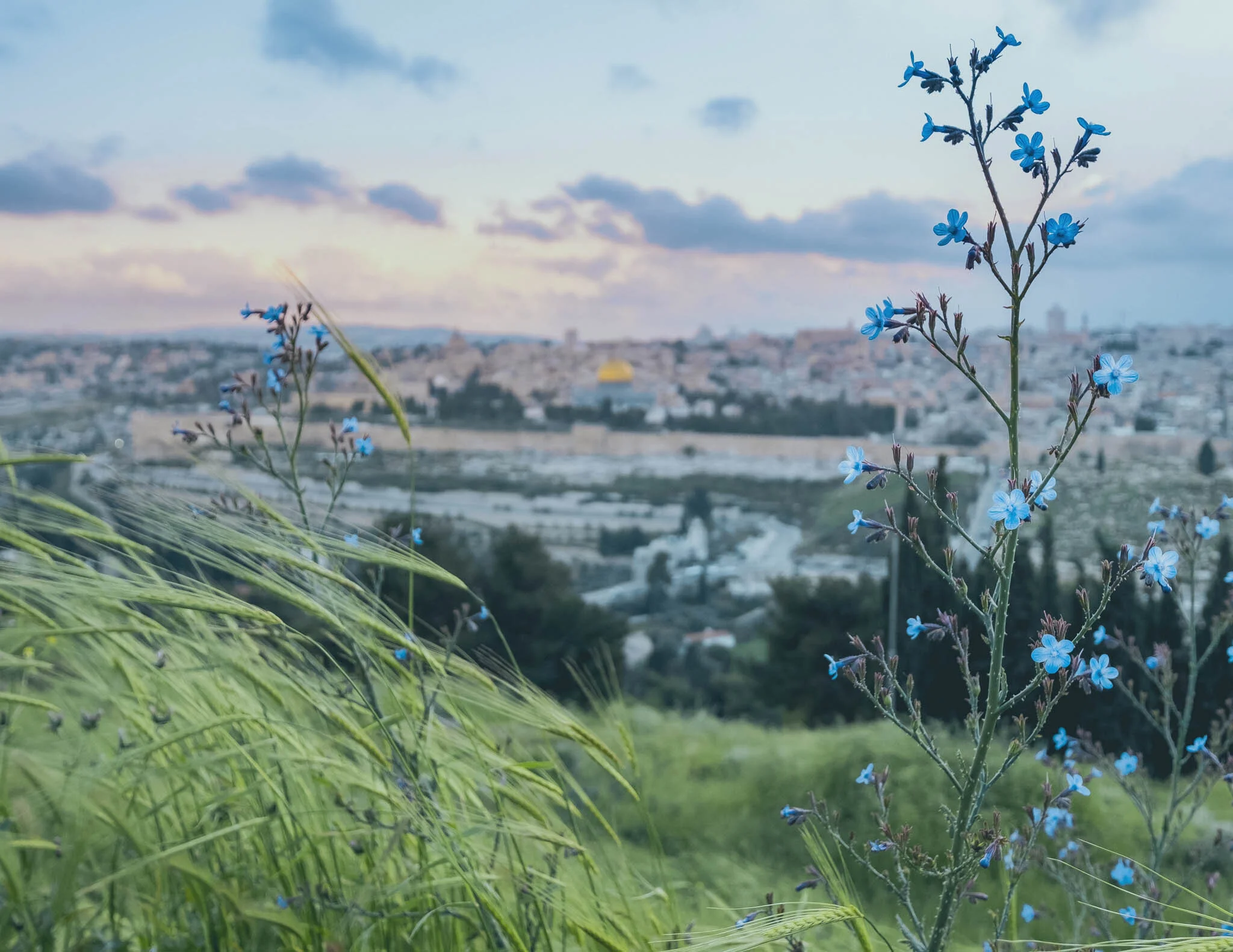 Jerusalem-Blue-Flowers.jpg