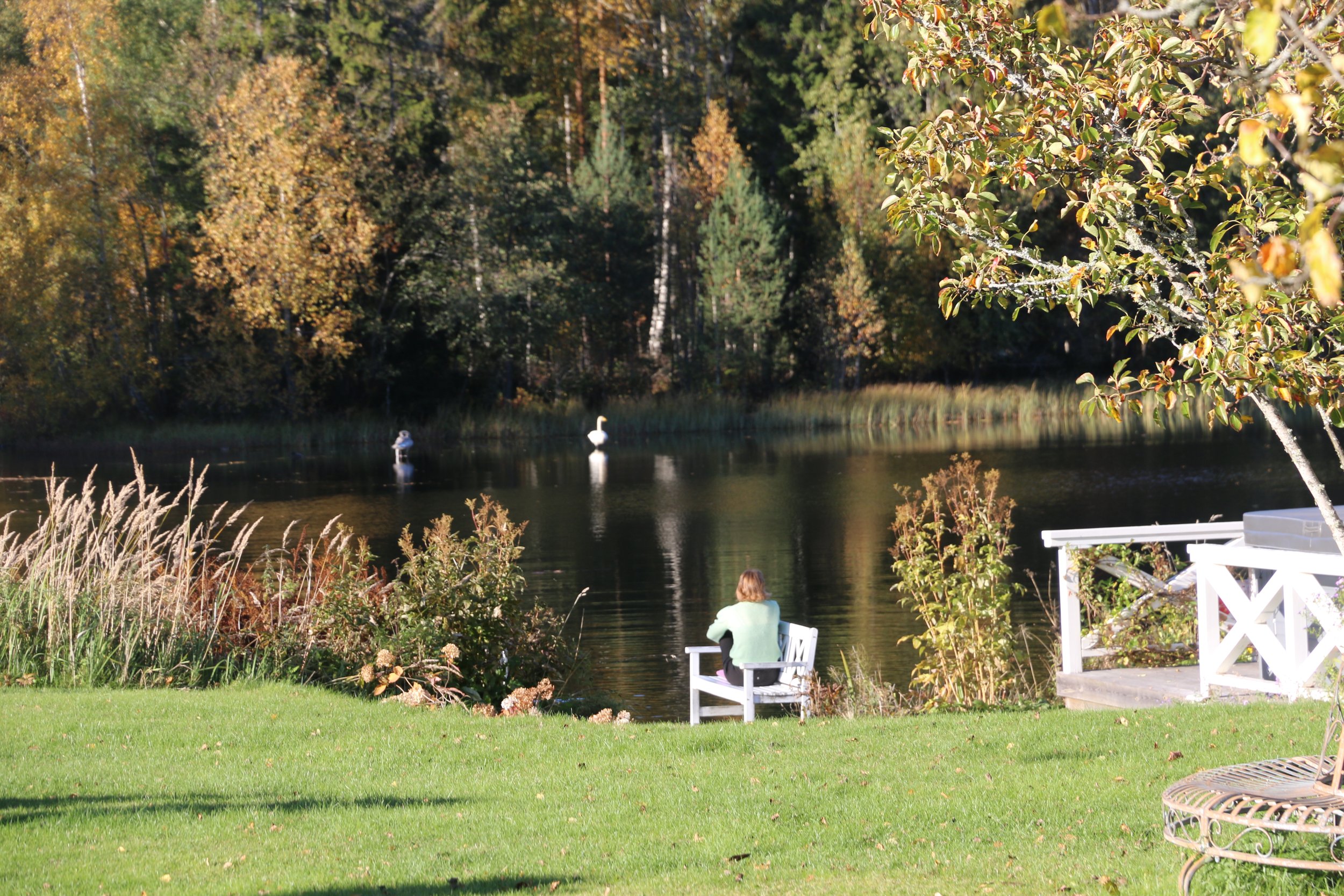 Avkoppling och meditation i en så harmonisk miljö.  Bild från retreat under hösten. En person med ljusgröna kläder som sitter på en vit bänk vid en sjö omgiven av träd och buskar, med svanar som simmar på vattnet, och en gräsmatta i förgrunden.