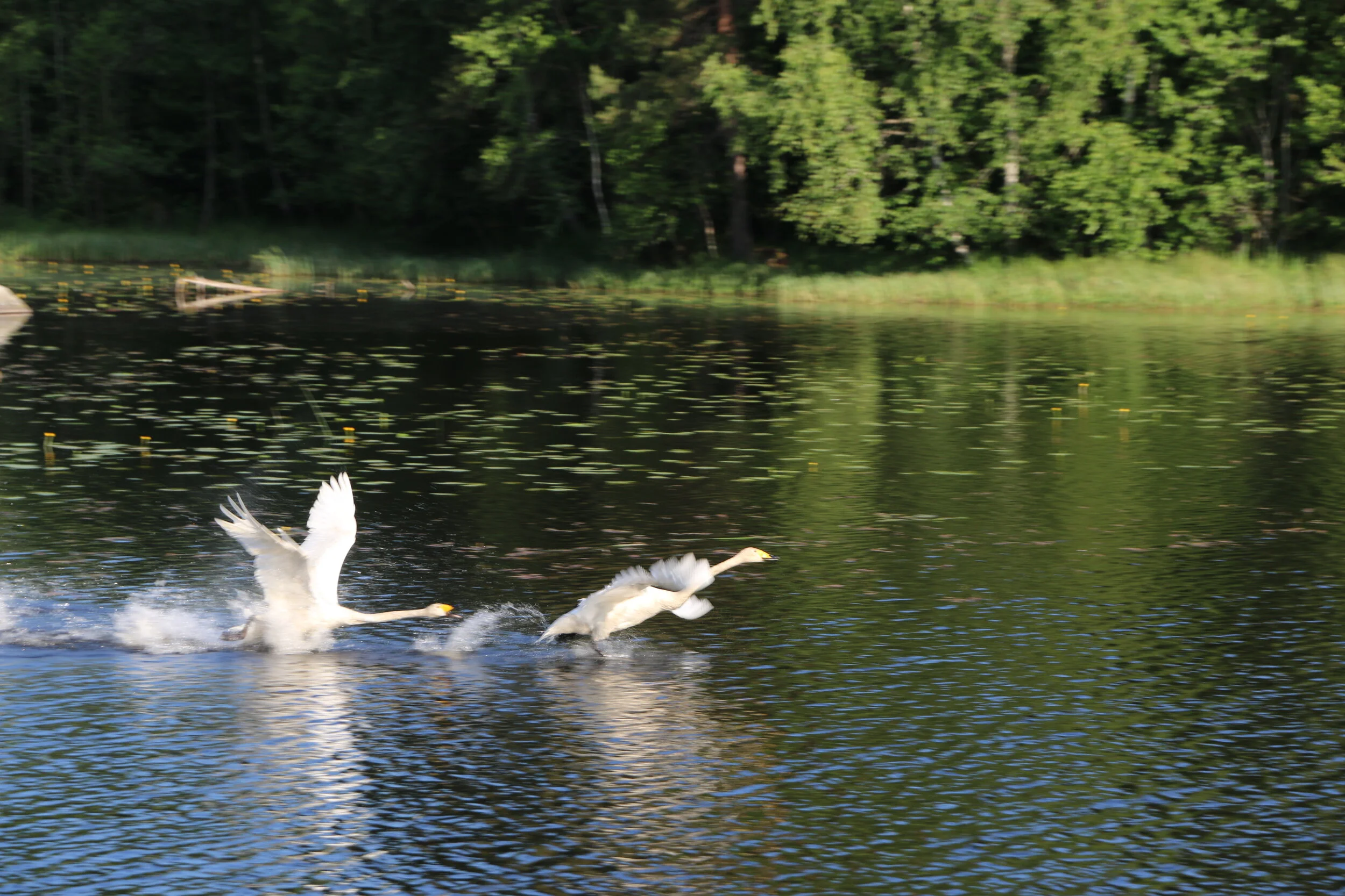 Njut av naturen. Kanske kommer du att höra och se saker du inte lagt märke till förut på våra underbara retreat.