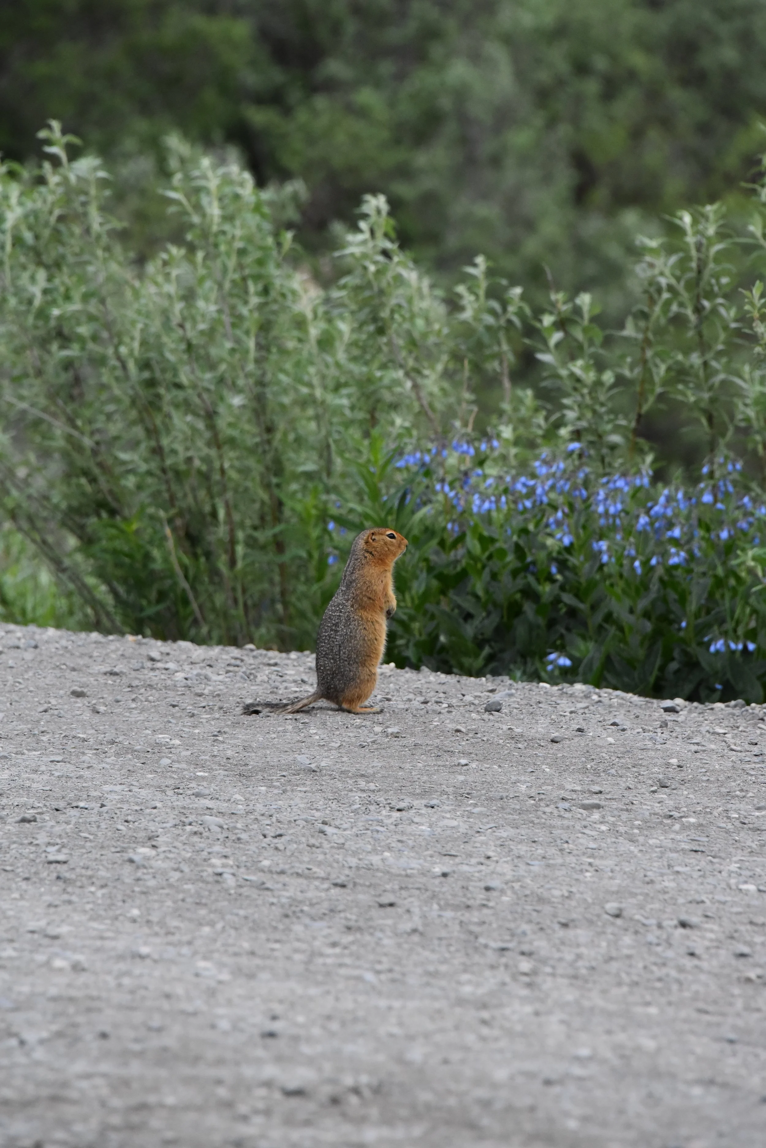 DSC_0512.JPG