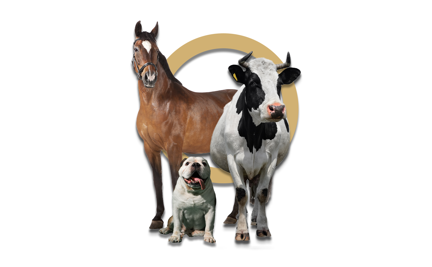 kuh-pferd-hund-animal-shiatsu Kopie.png
