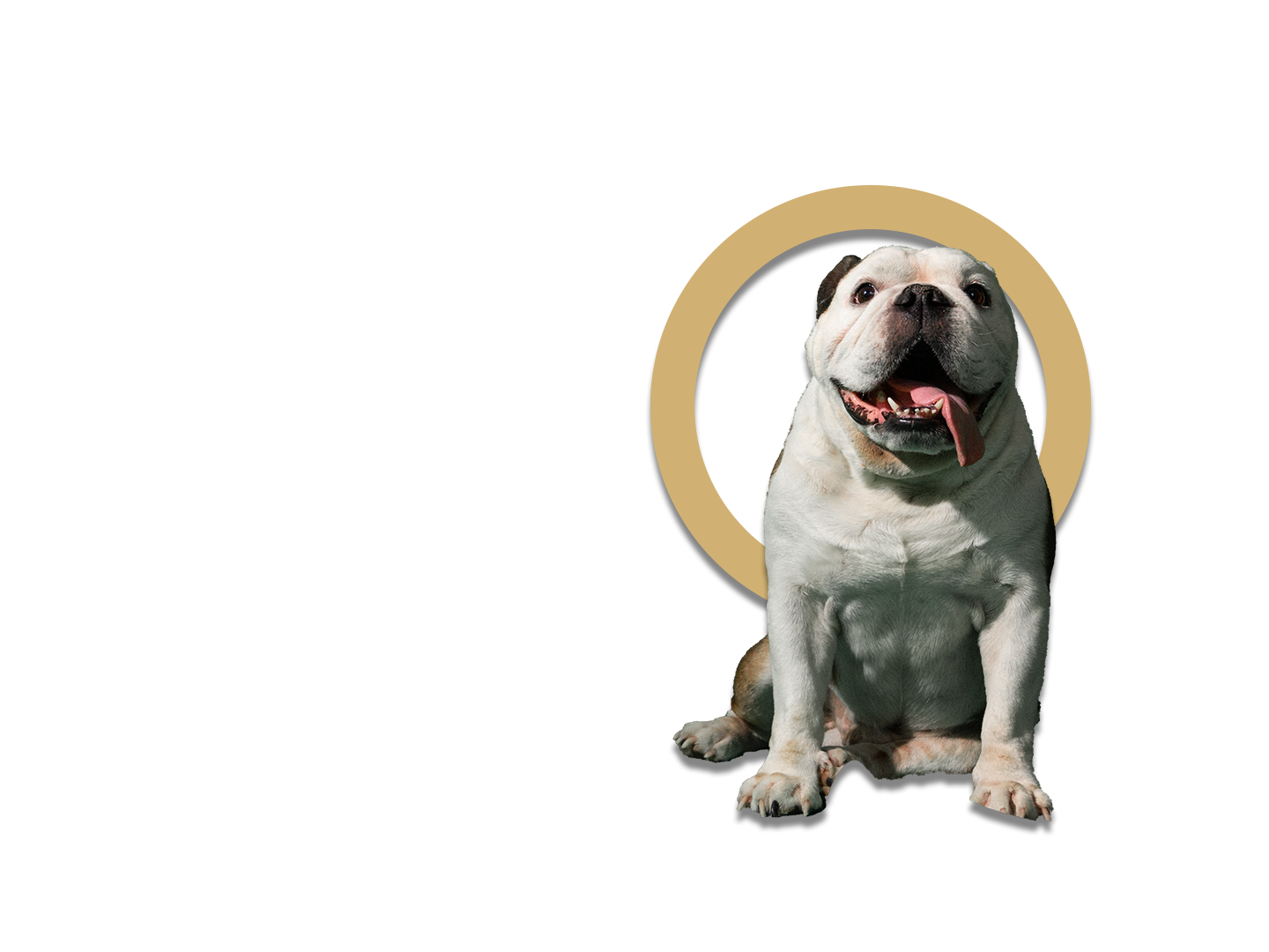Hund-sitzend-animal-shiatsu-banner.png