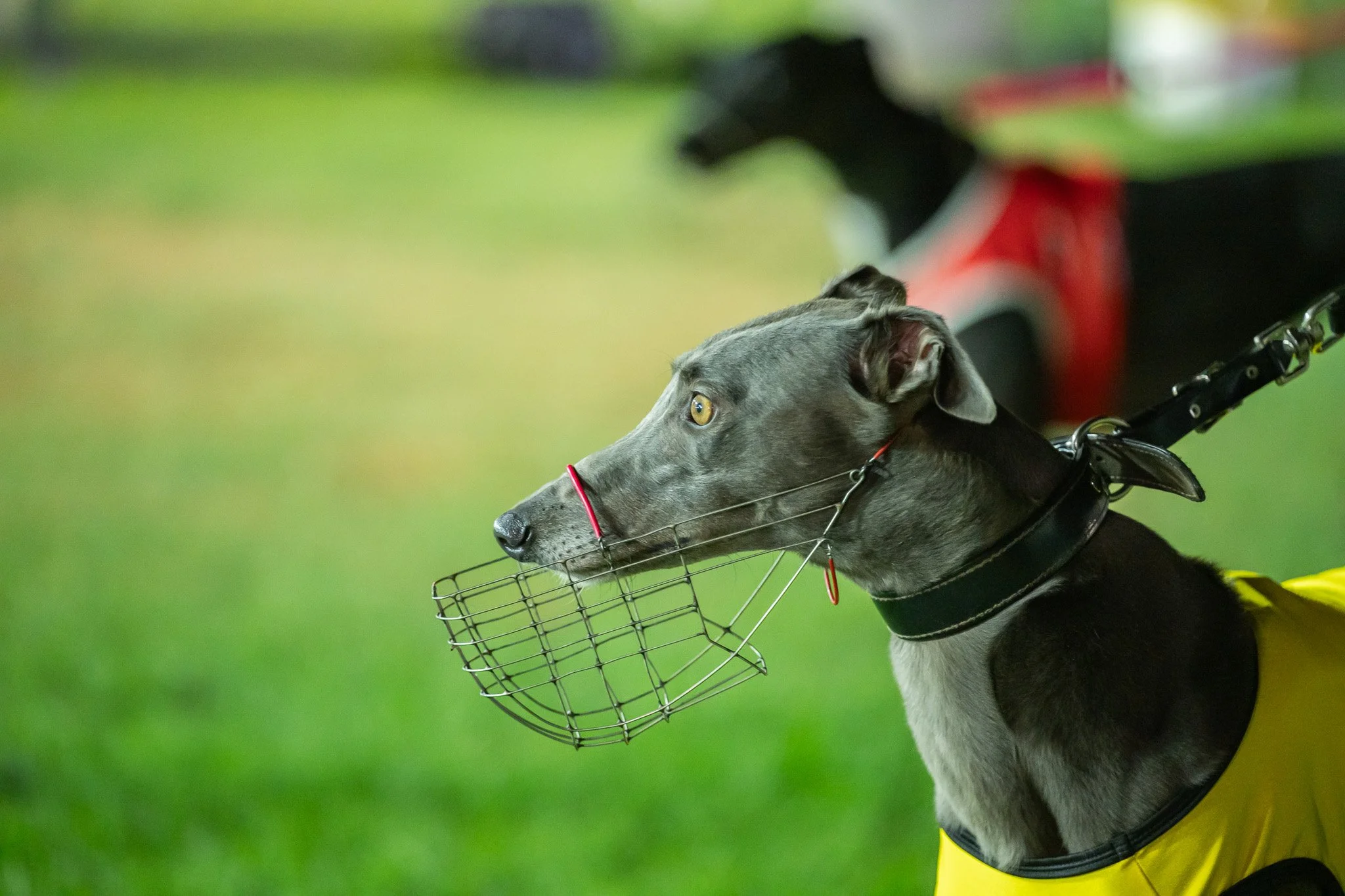 20240406_DZP_0009_RACE 1.jpg