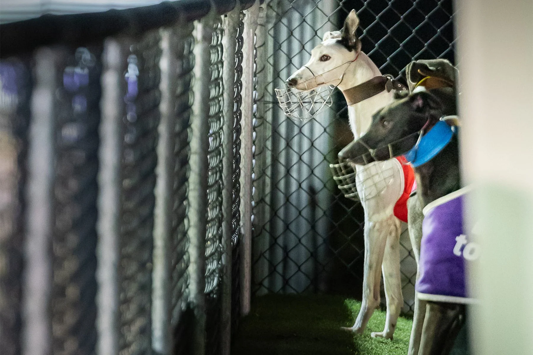 20240816_DZP_0034_RACE 3_RACE 4 copy 2.jpg