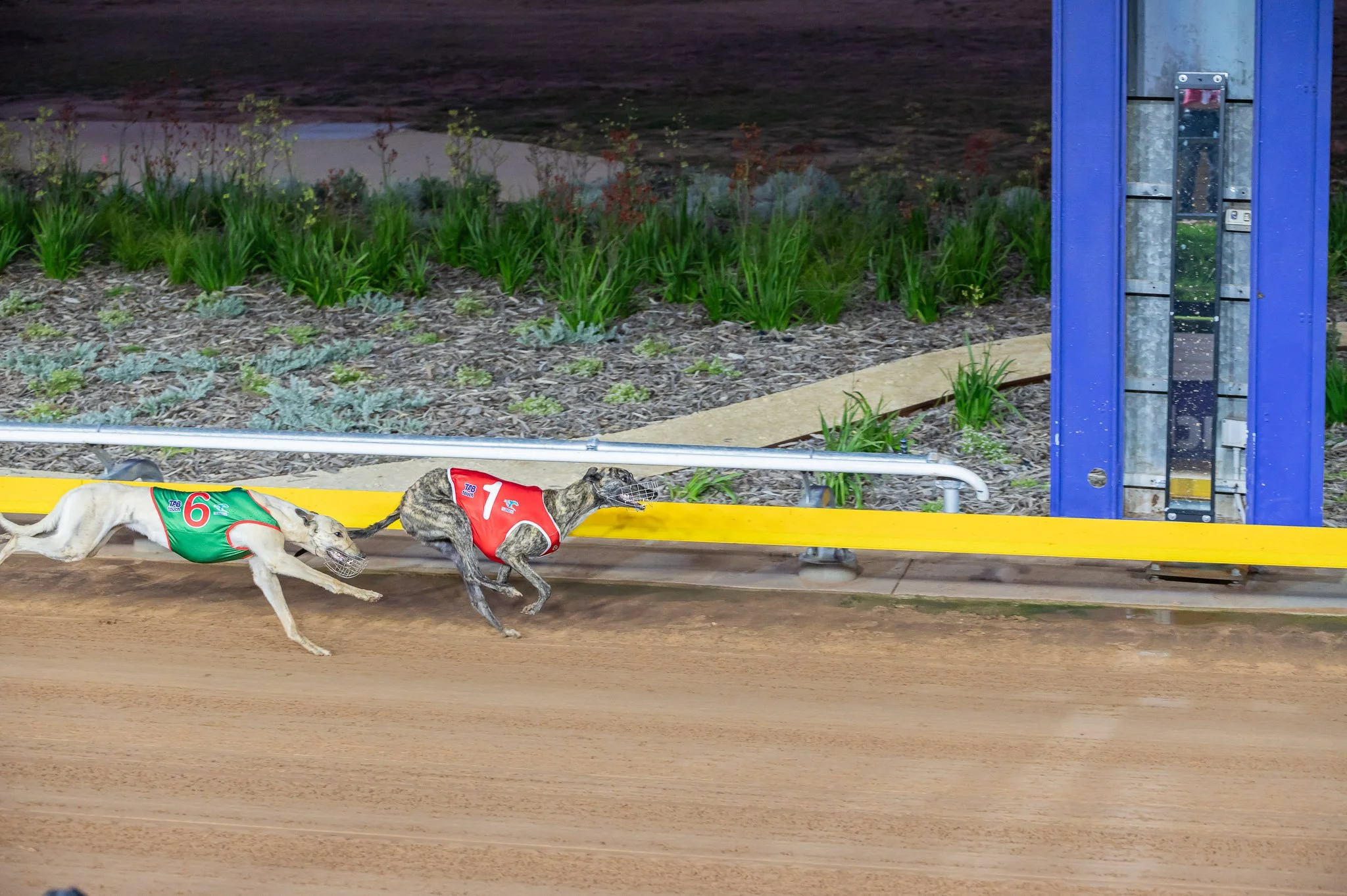 20231117_DZP_0009_RACE 1_ACE GLAMOUR.jpg