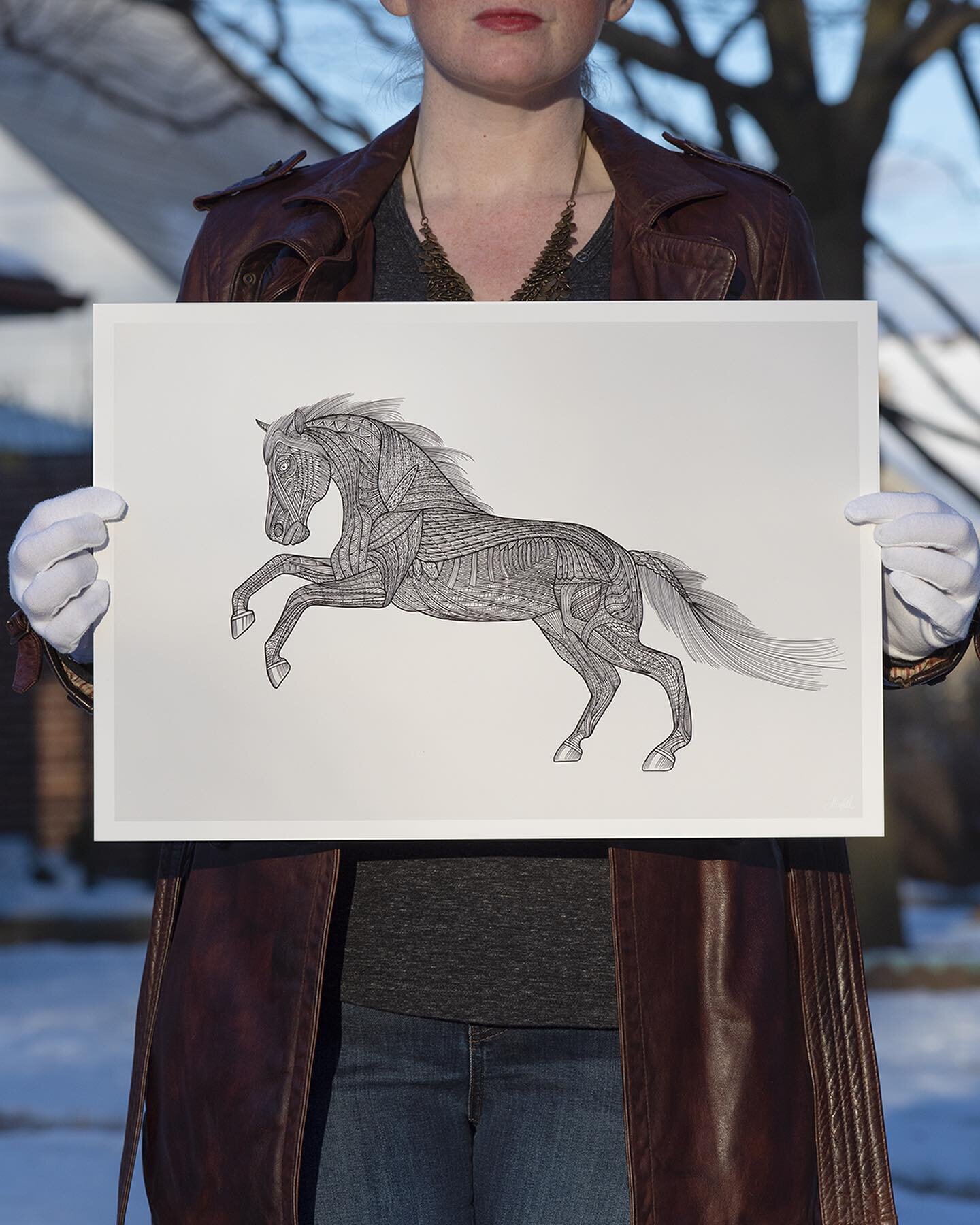 Today, I'd like to share Steve's most recent drawing with you&ndash;a black horse (Equus ferus caballus). This beautiful print is available in our store now (link in bio) as a 19&quot; x 13&quot; fine art print. 🐎 

While driving around the beautifu