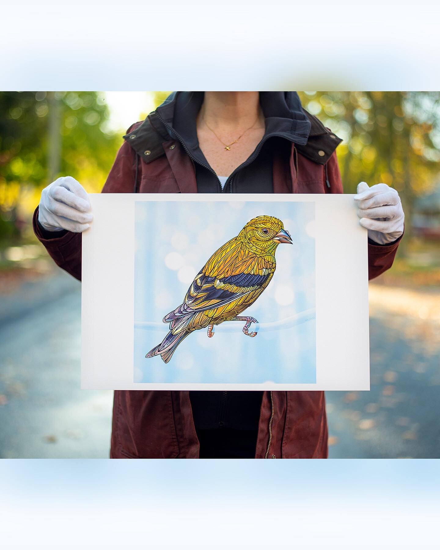 FREE PRINT GIVEAWAY! Congratulations to @benjamin.bach_! You've won this art print! ✨🔥✨🔥✨🔥 

Today, meet the second feathered friend in our Backyard Birds series&ndash;the beloved American Goldfinch.

We especially love these active, little acroba