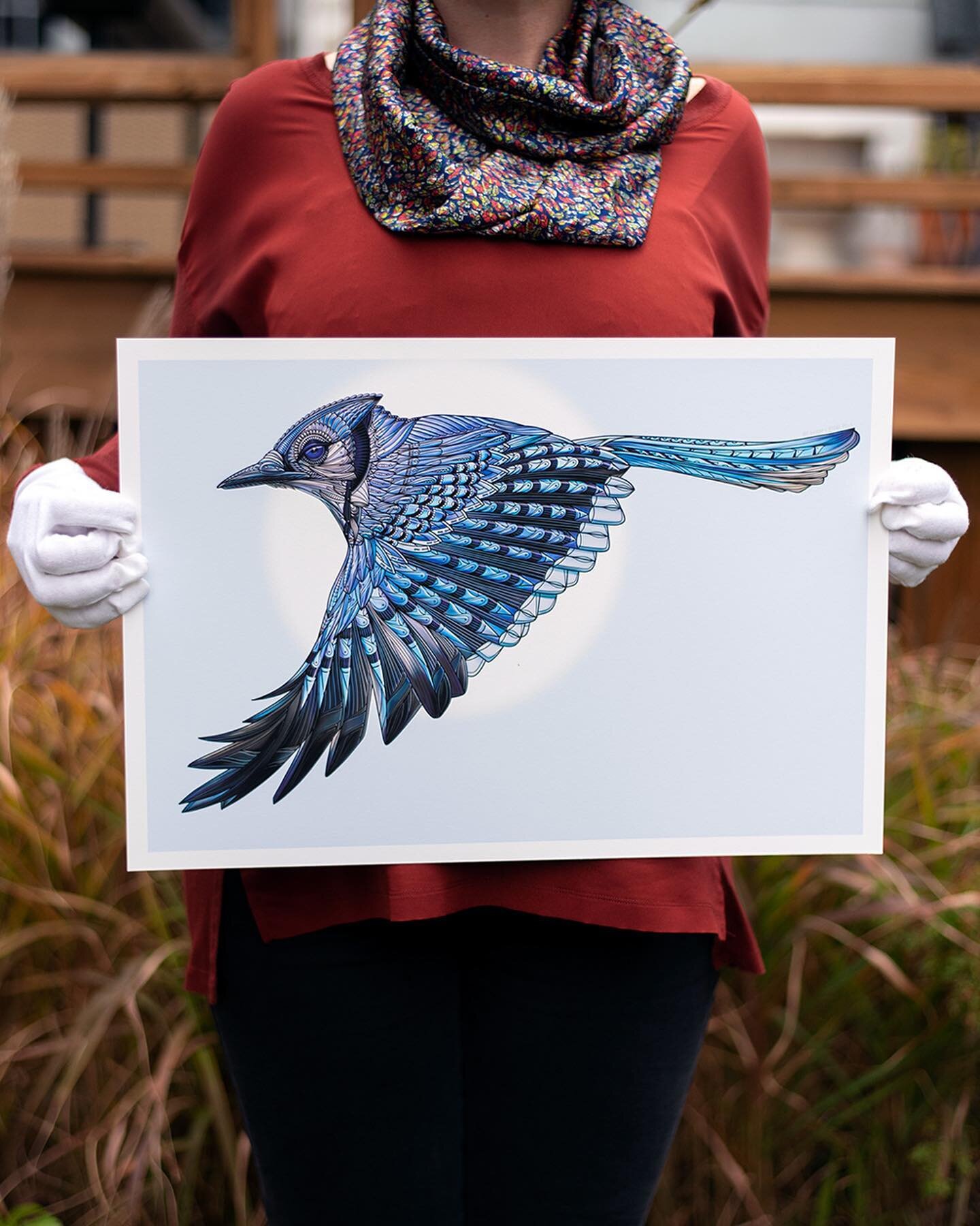 We&rsquo;ve collaborated on a new artwork&ndash;the Blue Jay (Cyanocitta cristata) 🐦 ⠀⠀⠀⠀⠀⠀⠀⠀⠀ ⠀⠀⠀⠀⠀⠀⠀⠀⠀⠀⠀⠀⠀⠀⠀⠀⠀⠀
The Blue Jay is one of our favourite backyard birds and we see him daily now thanks to @bromesquirrelbuster, combined with fresh peanut