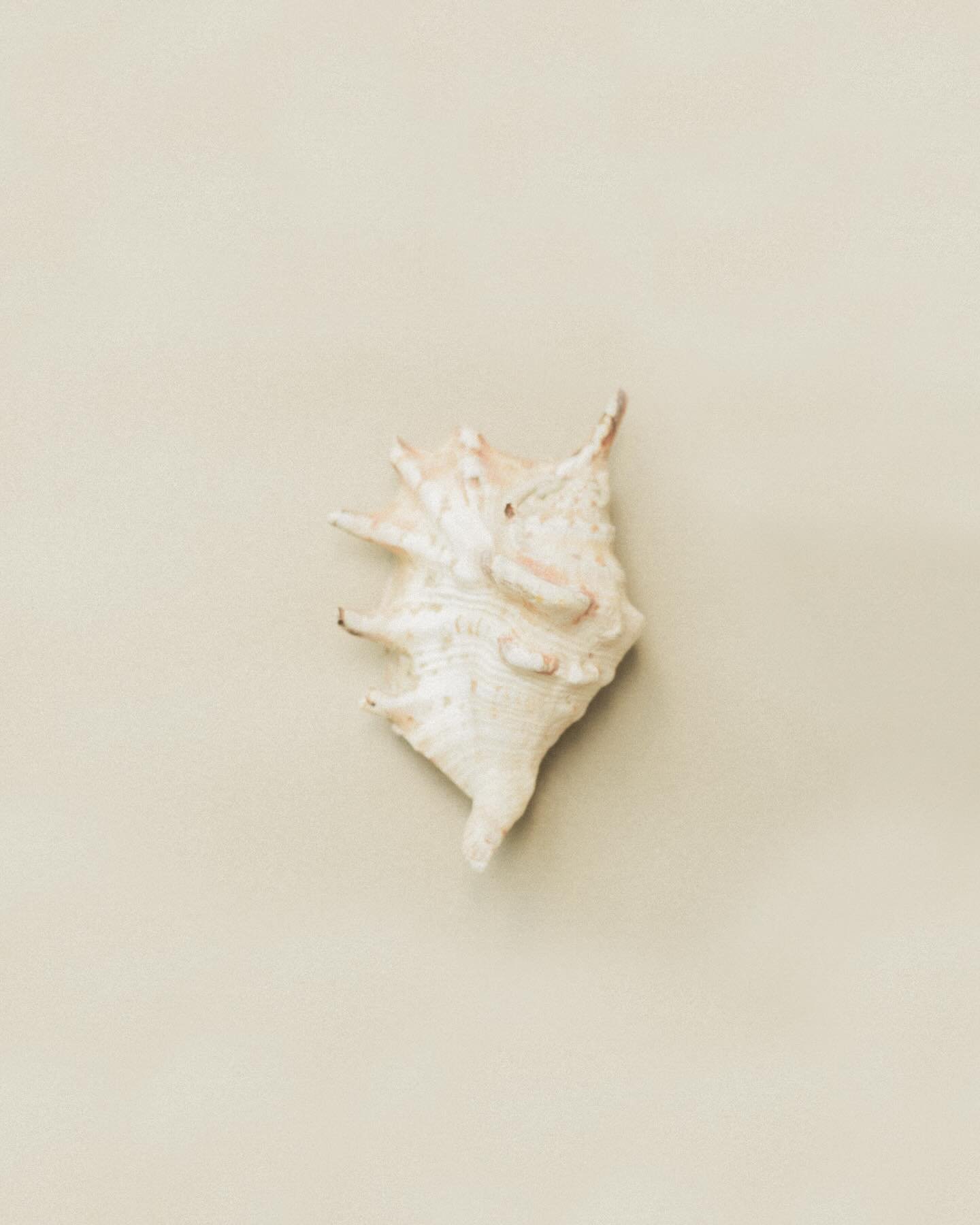 Coming tomorrow with @saddlewoodcandlecompany! 
🐚🌾🌊