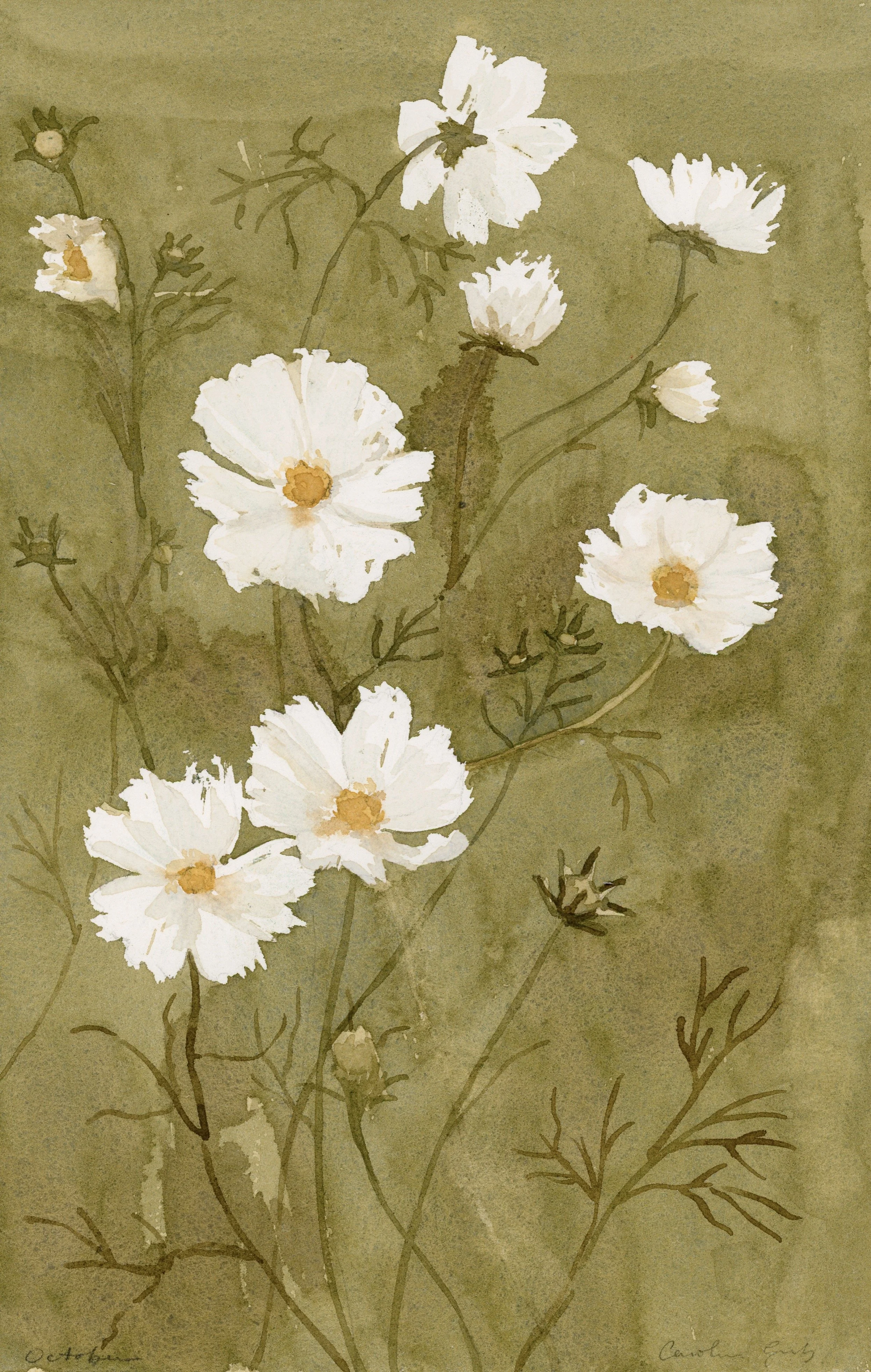 Birth Flower X: October Cosmos