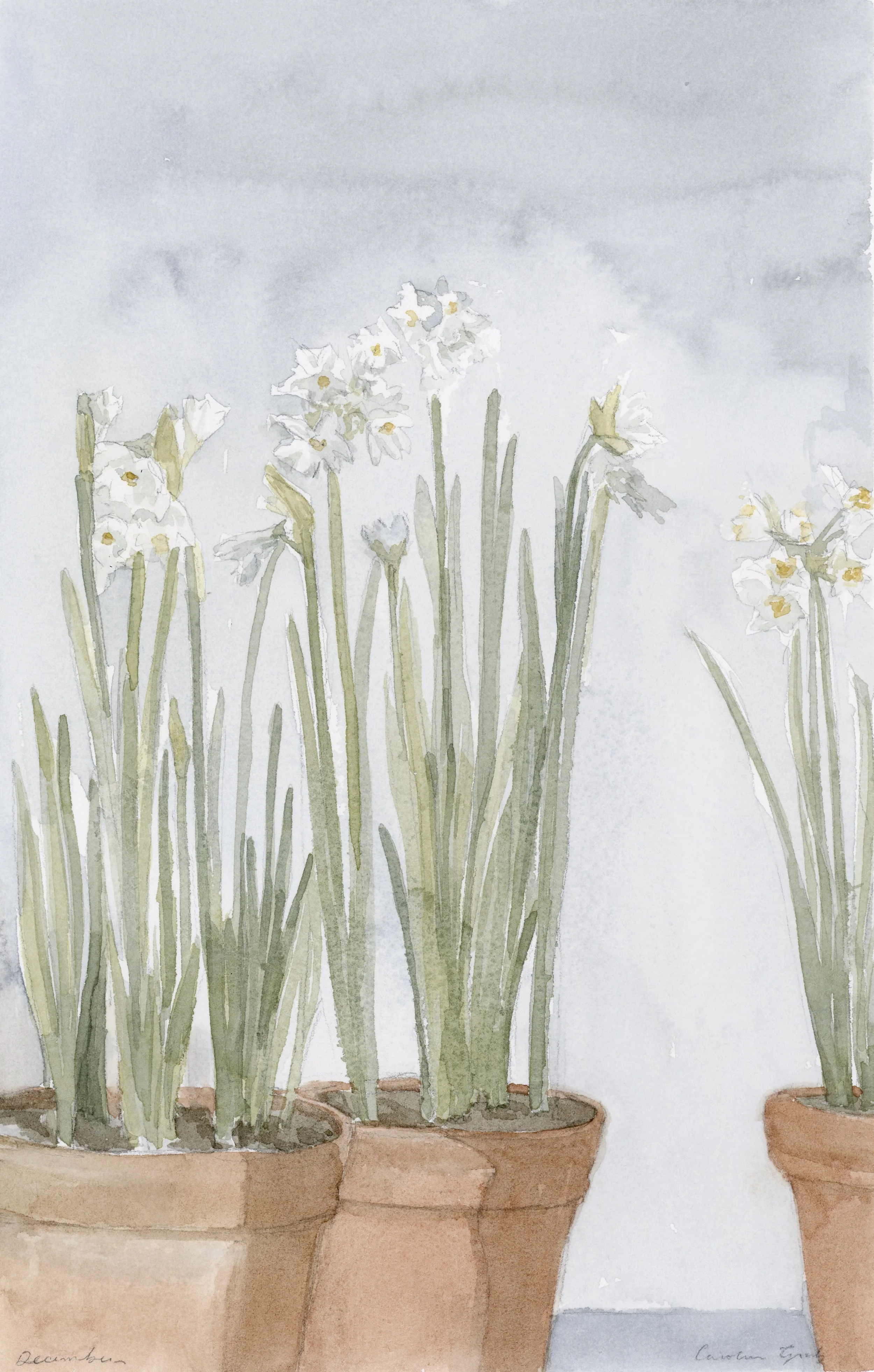 Birth Flower XII: December Narcissus
