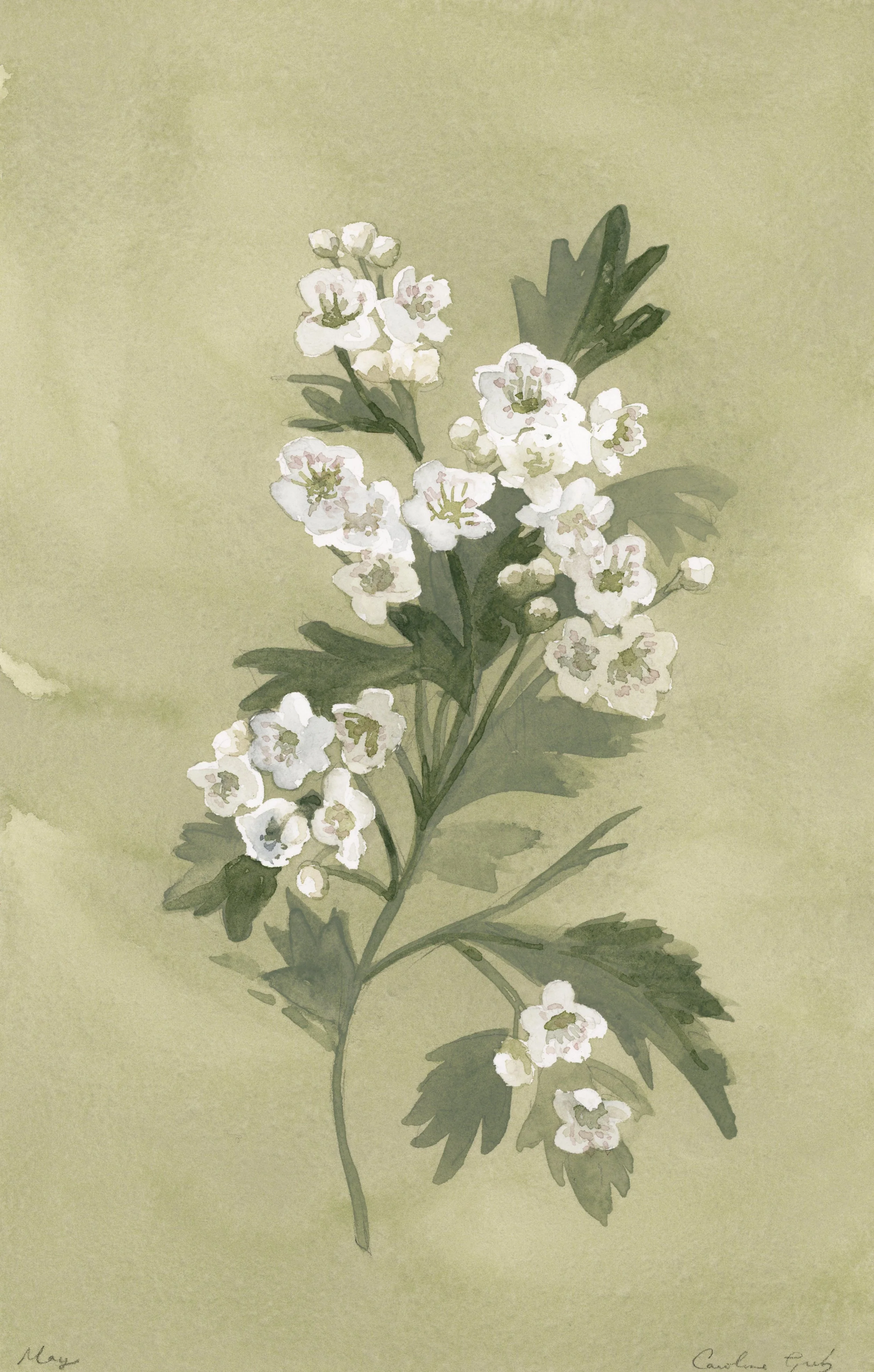 Birth Flower V: May Hawthorn