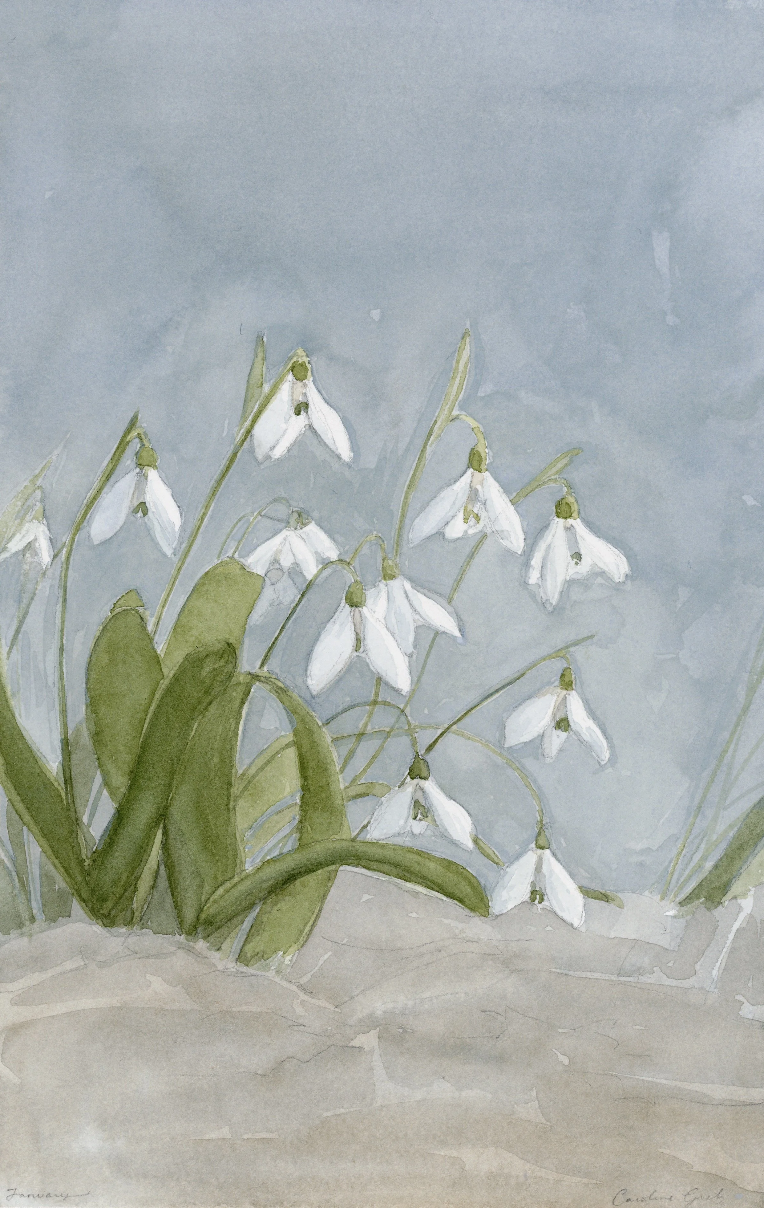 Birth Flower I: January Snowdrops