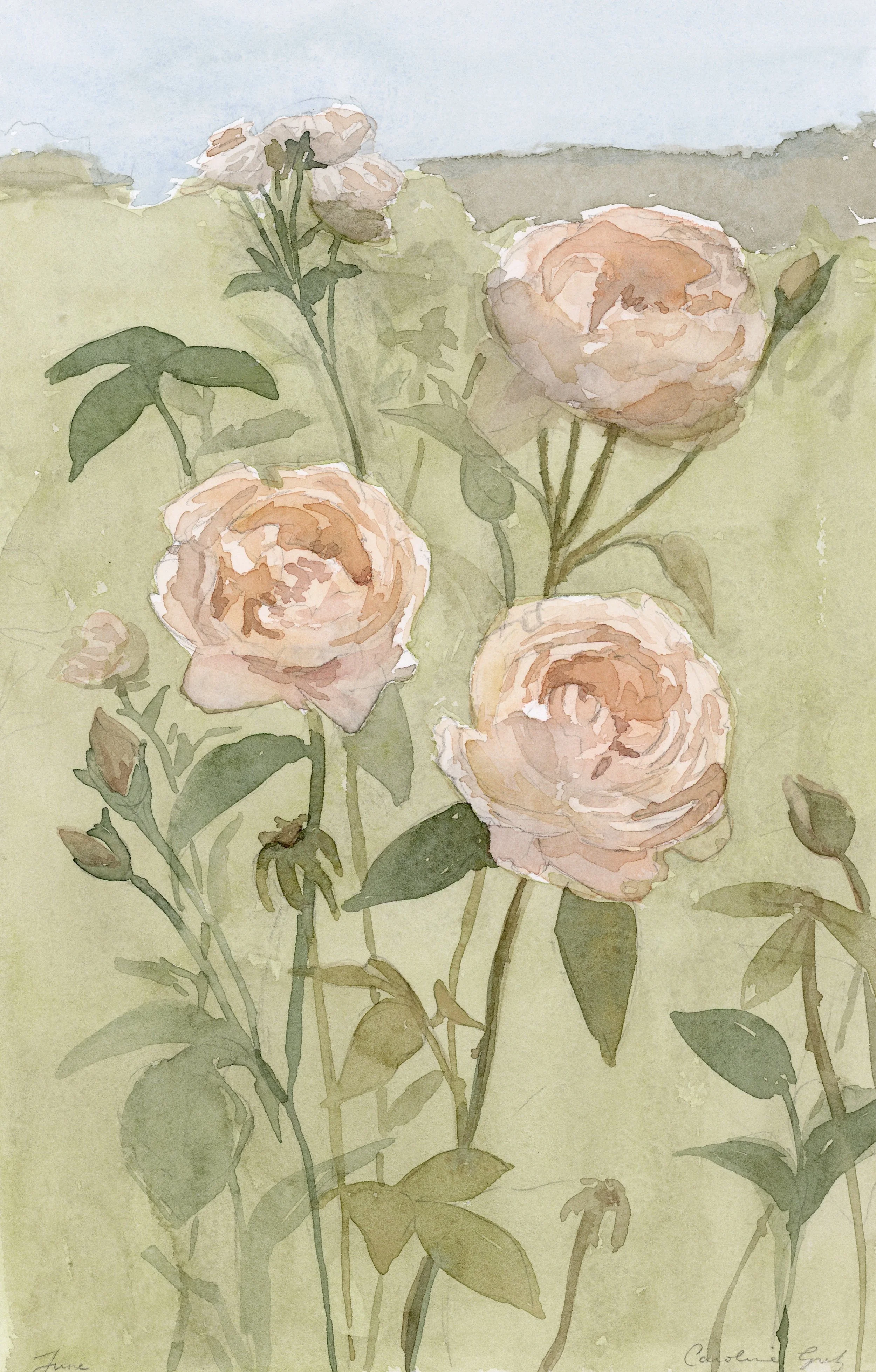 Birth Flower VI: June Roses