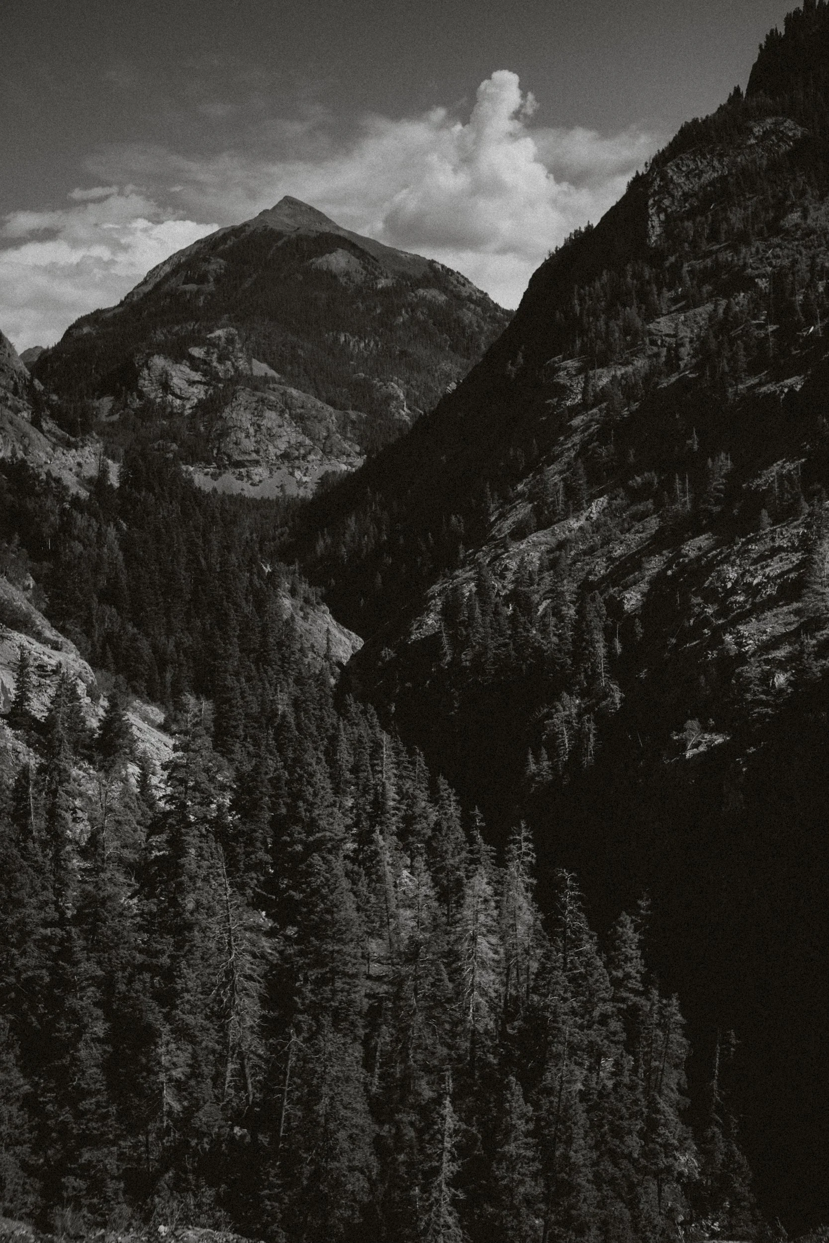 Montagnes massives avec forêts de conifères et ciel nuageux en noir et blanc.