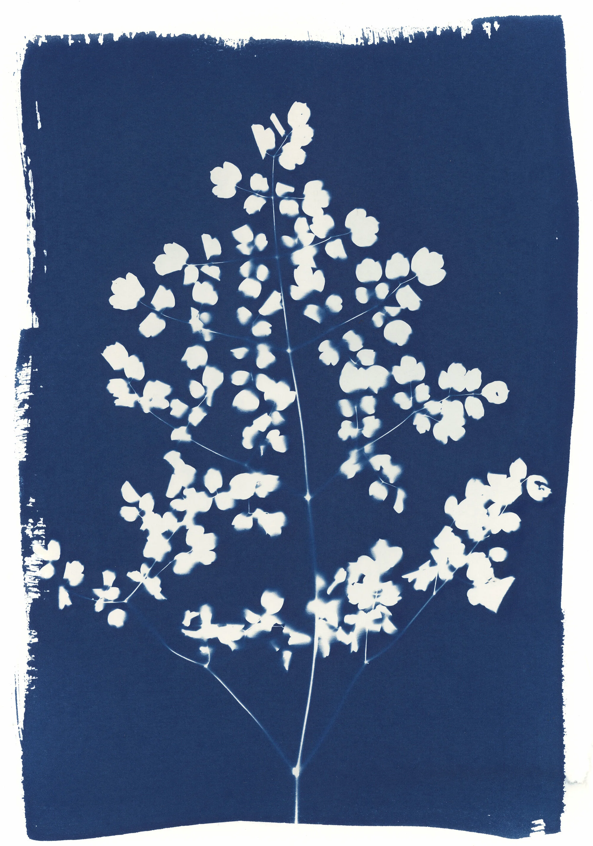 Thalictrum Leaf.jpg