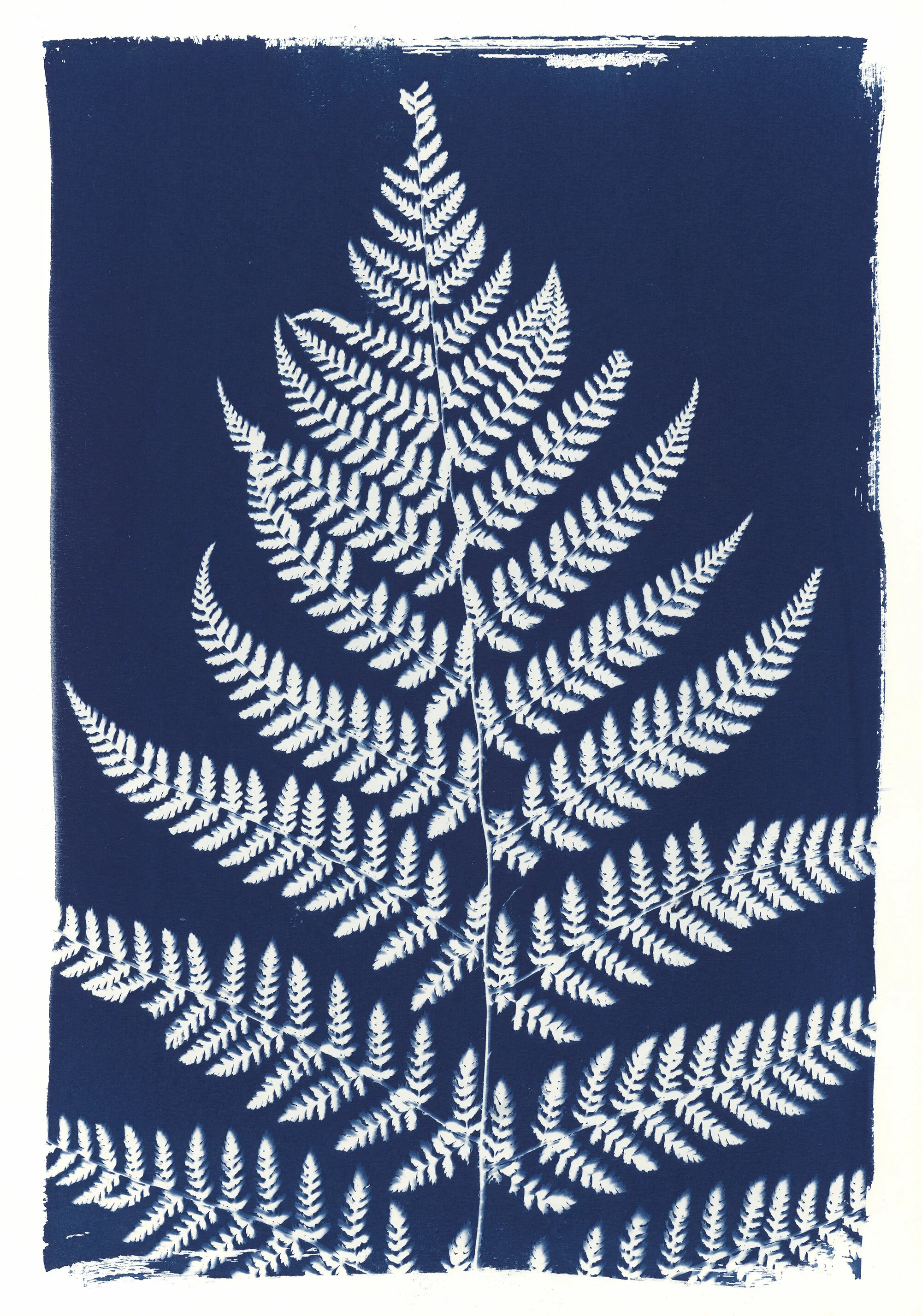 Dryopteris austriaca