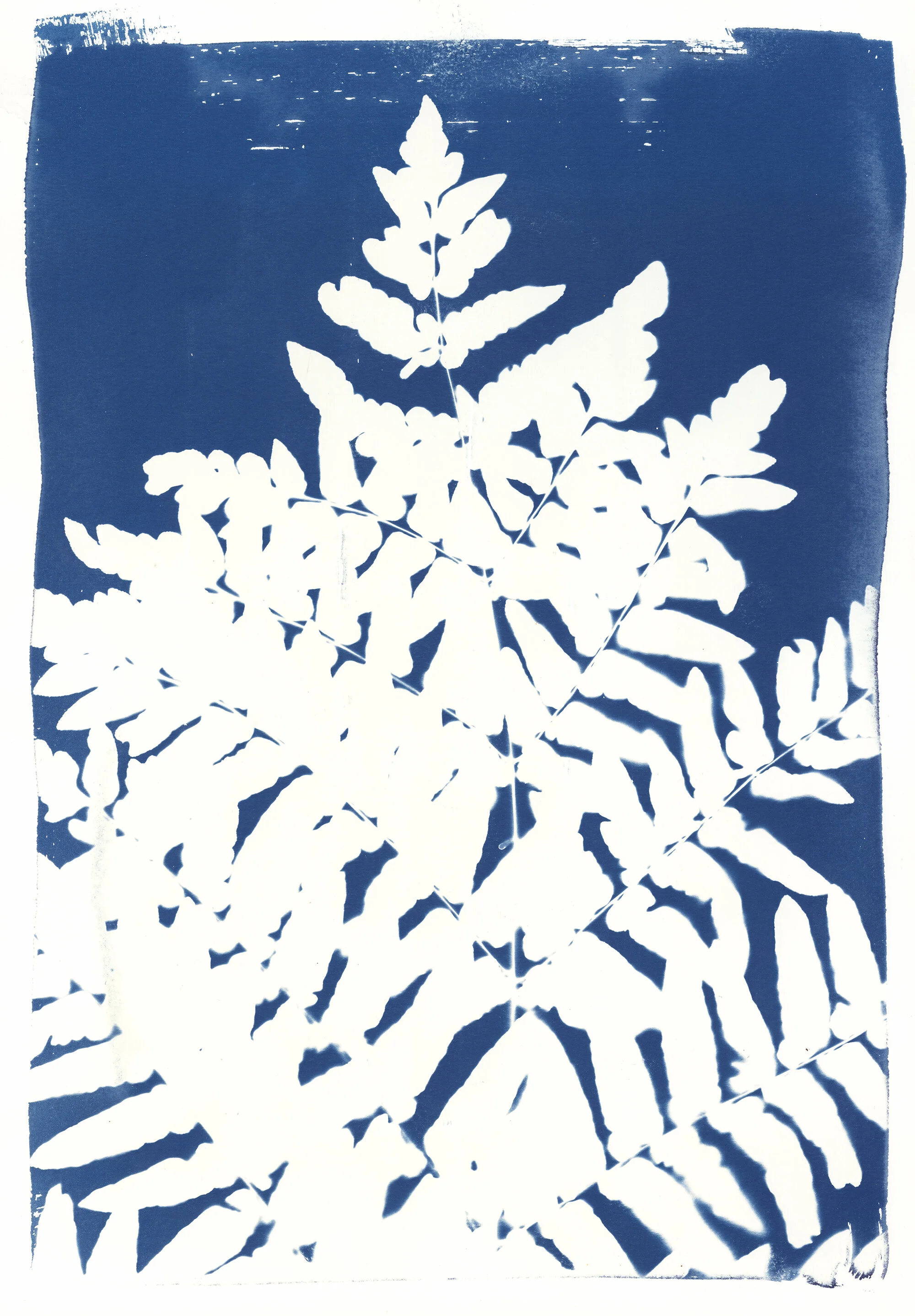 Royal Fern I