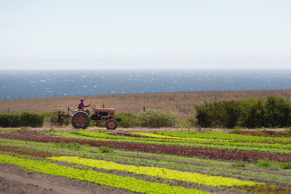 Support local small farmers & donate Kitchen Table Advisors — Kitchen