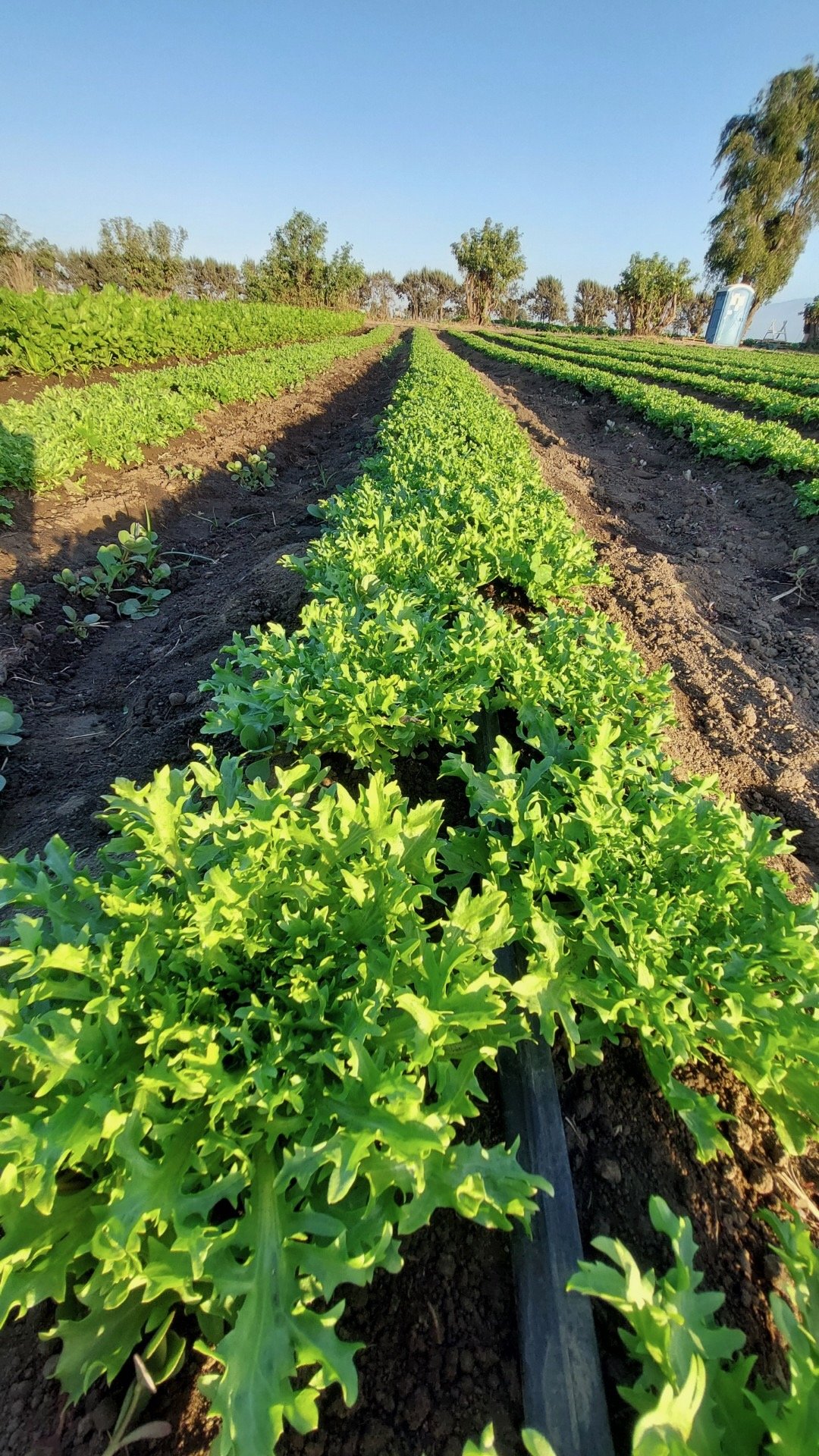 Attachment (33).jpeg