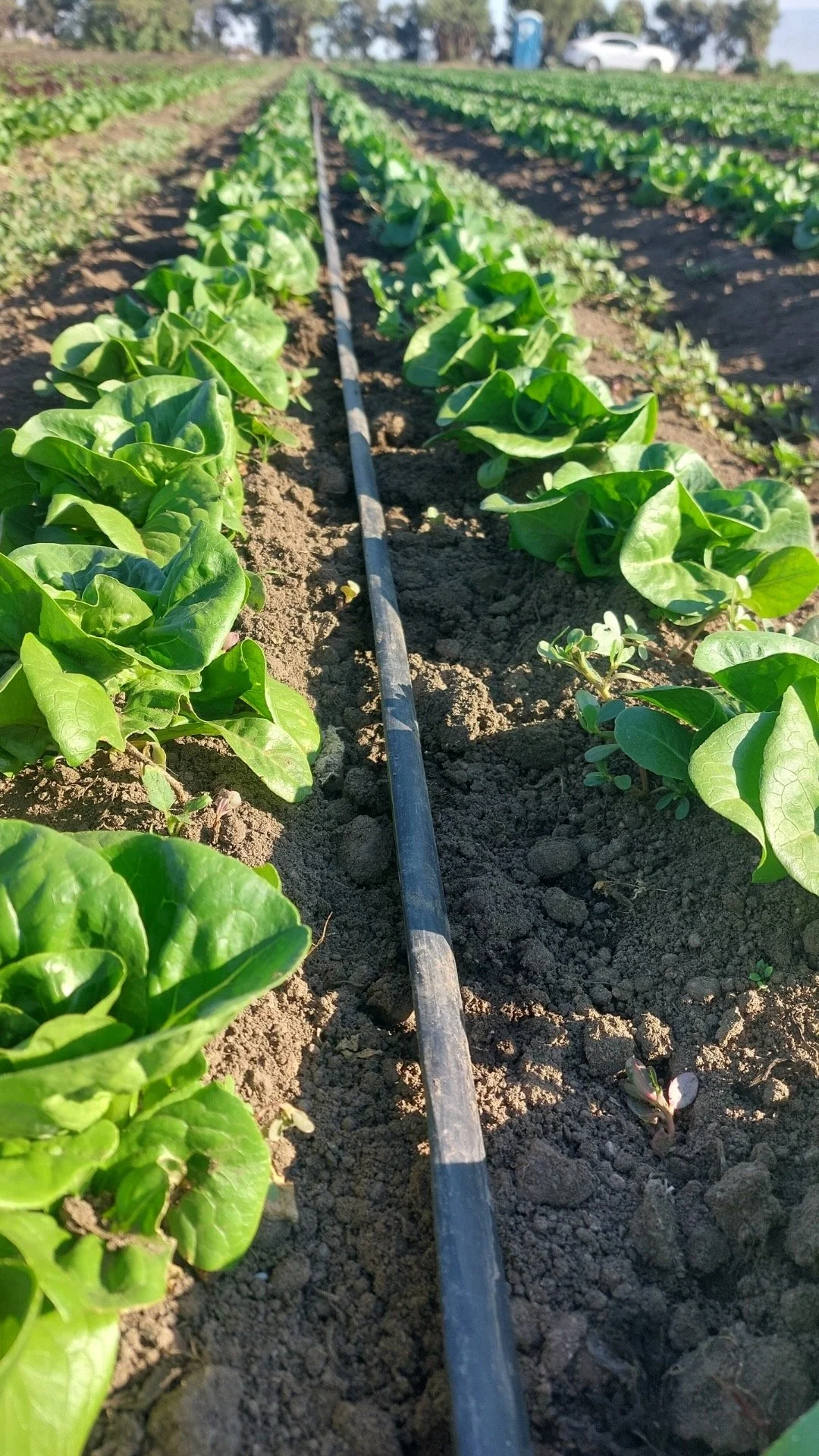 Attachment (31).jpeg