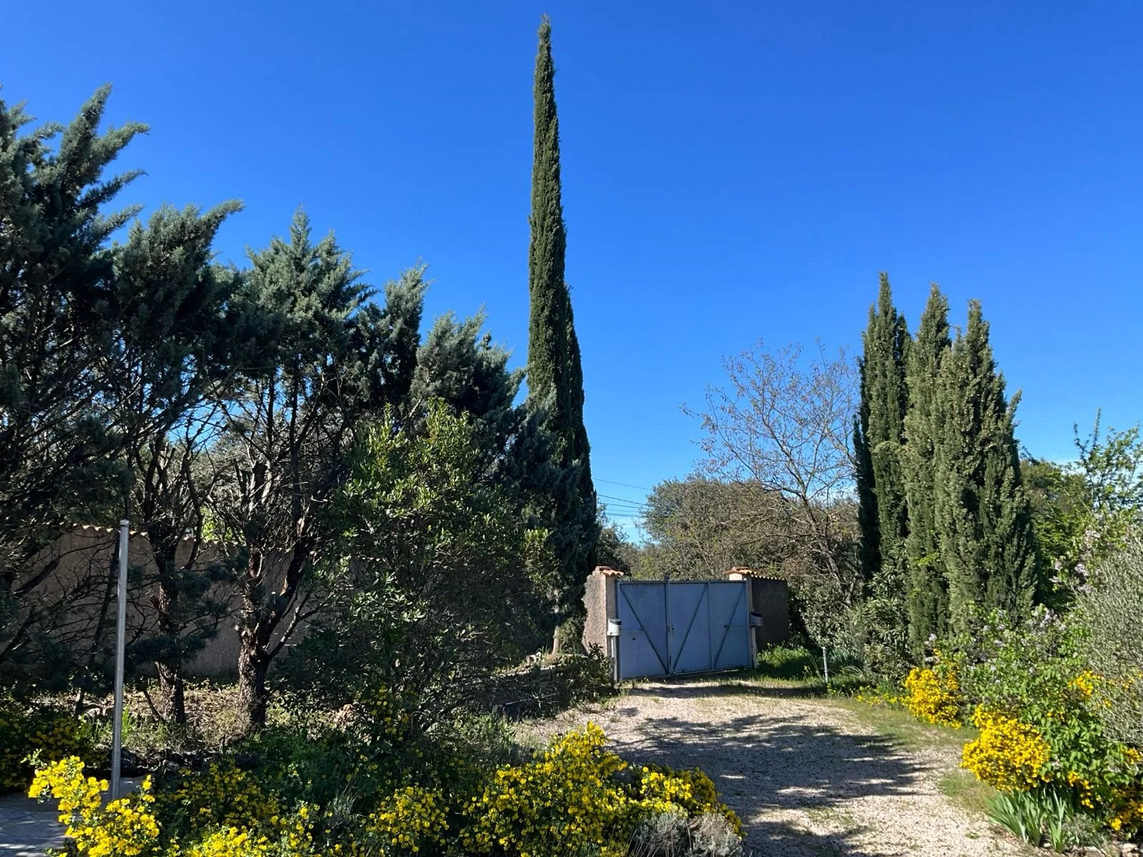 Jane Pami Garten.jpeg