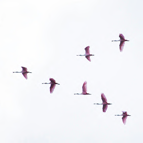 Pink birds in formation migrating