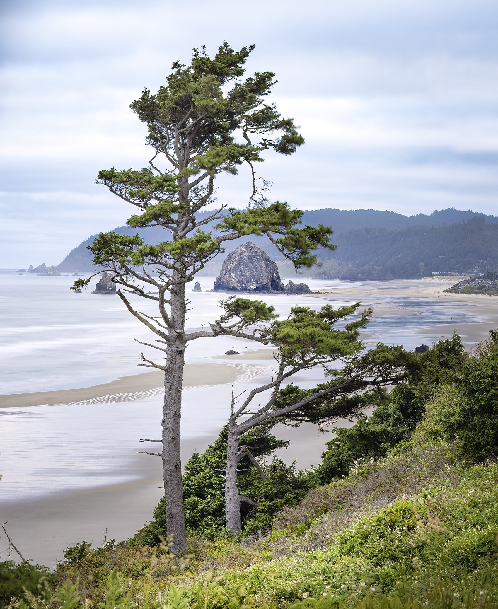 Cannon Beach Tree