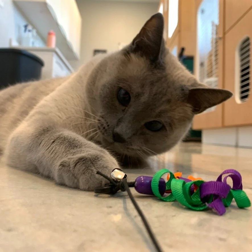 They were worried I might miss home while boarding. I said: have you seen this toy? #catlife #catboarding #smallanimalhospital #vetmed #driftwood