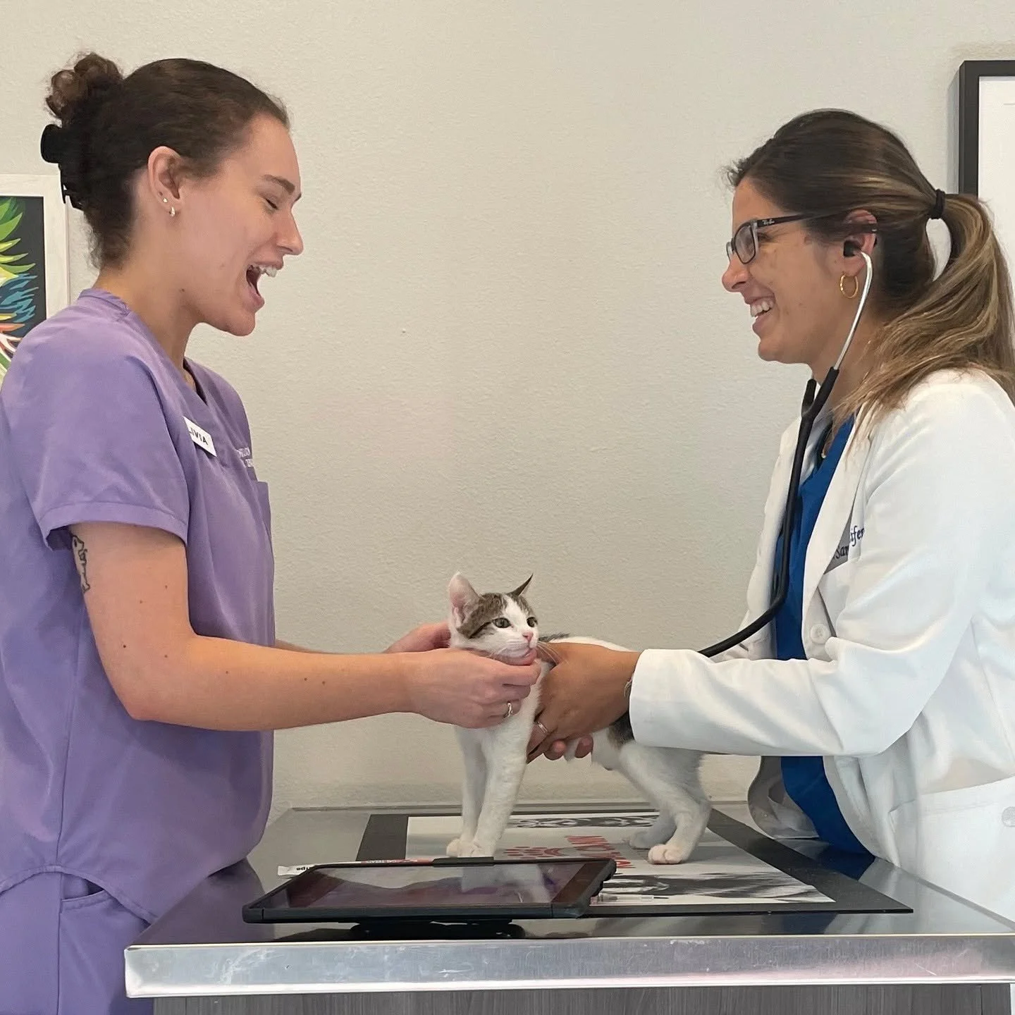 Dr. Eifert is checking vitals while Olivia is auditioning for Broadway. #veterinarian #vettech #smallanimalmedicine #driftwood