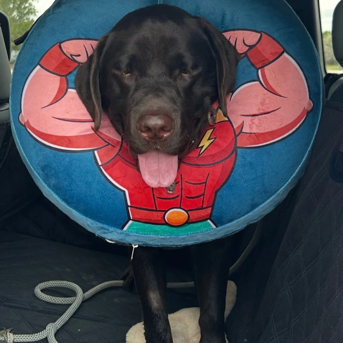 Super Happy is super cute and super sleepy after his procedure. #happydog #labrador #vetmed #driftwood