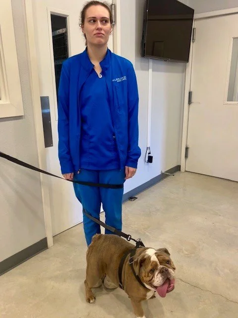 Olivia can't come to the phone right now...she's a little tied up at the moment. #vettechlife #veterinarytechnician #smallanimalmedicine #happypatients