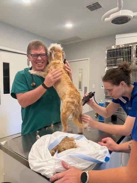 Dr. O'Gan specializes in hug therapy. #veterinarian #vetmed #smallanimal #driftwood