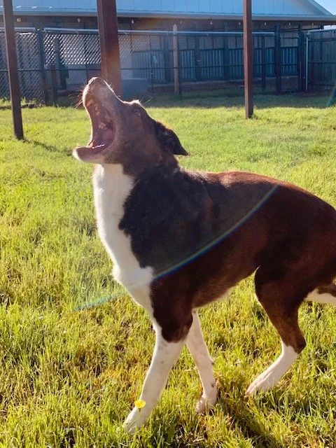 Waylon belting out his favorite tune, &quot;Don't Stop Retrieving&quot;. #happydog #dogboarding #doglife🐾 #vetmed #driftwood