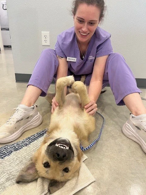 Warning: Extreme joy detected! This smile was brought to you by belly scratches and Olivia. #veterinarytechnician #happydog #vetmed #smallanimalmedicine