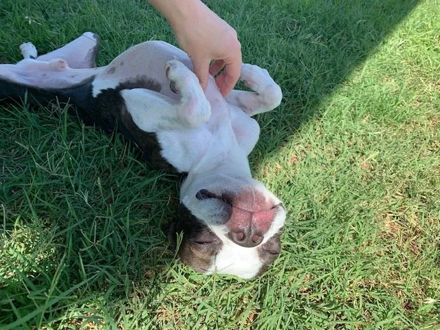 Roadie comes to daycare for the exercise, he stays at daycare for the bellyrubs. #happydog #dogdaycare #driftwood