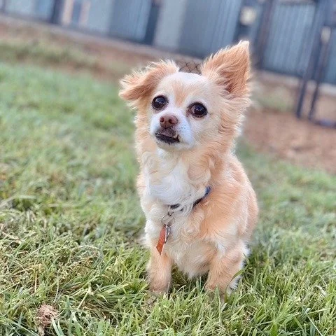 Take it from Tinker, blondes do have more fun. 
#wildfloweranimalhospital #chihuahua #driftwoodtx